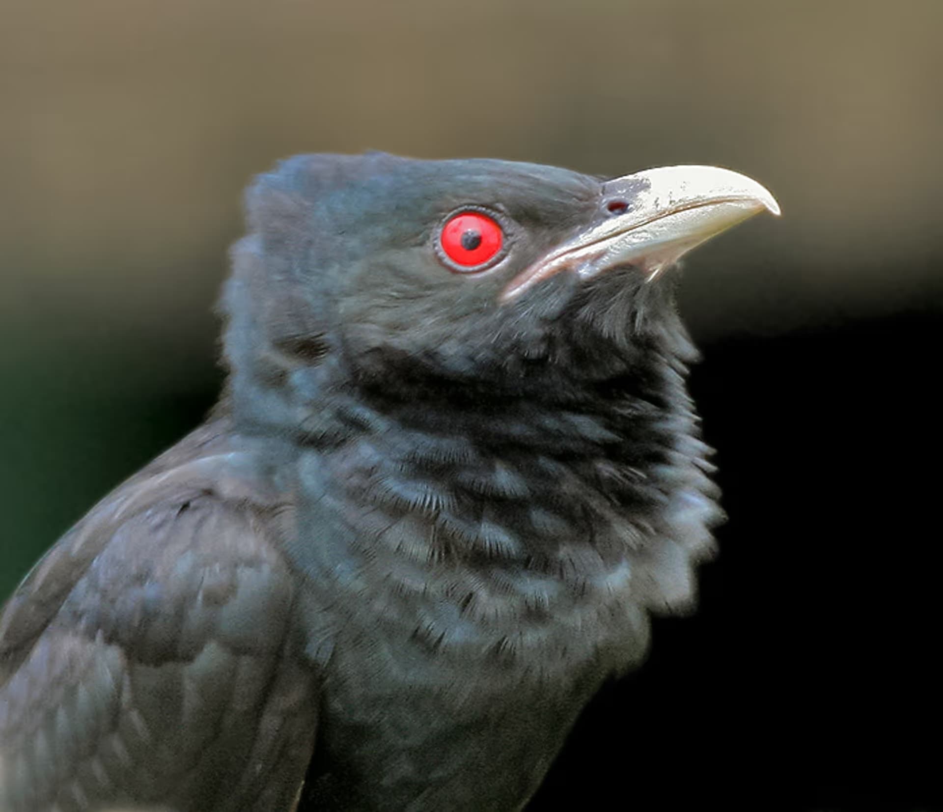 Asian Koel