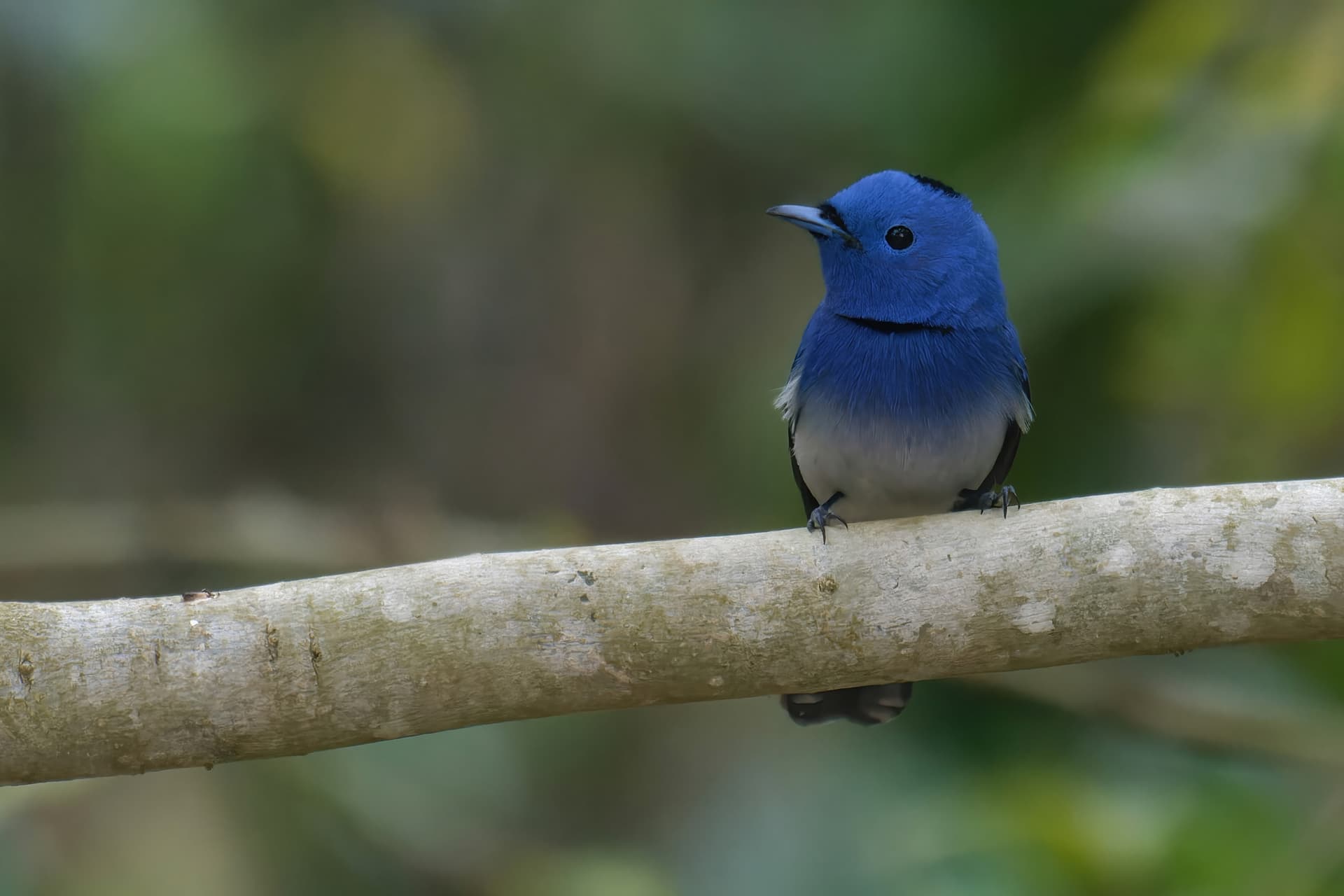 Black-naped Monarch
