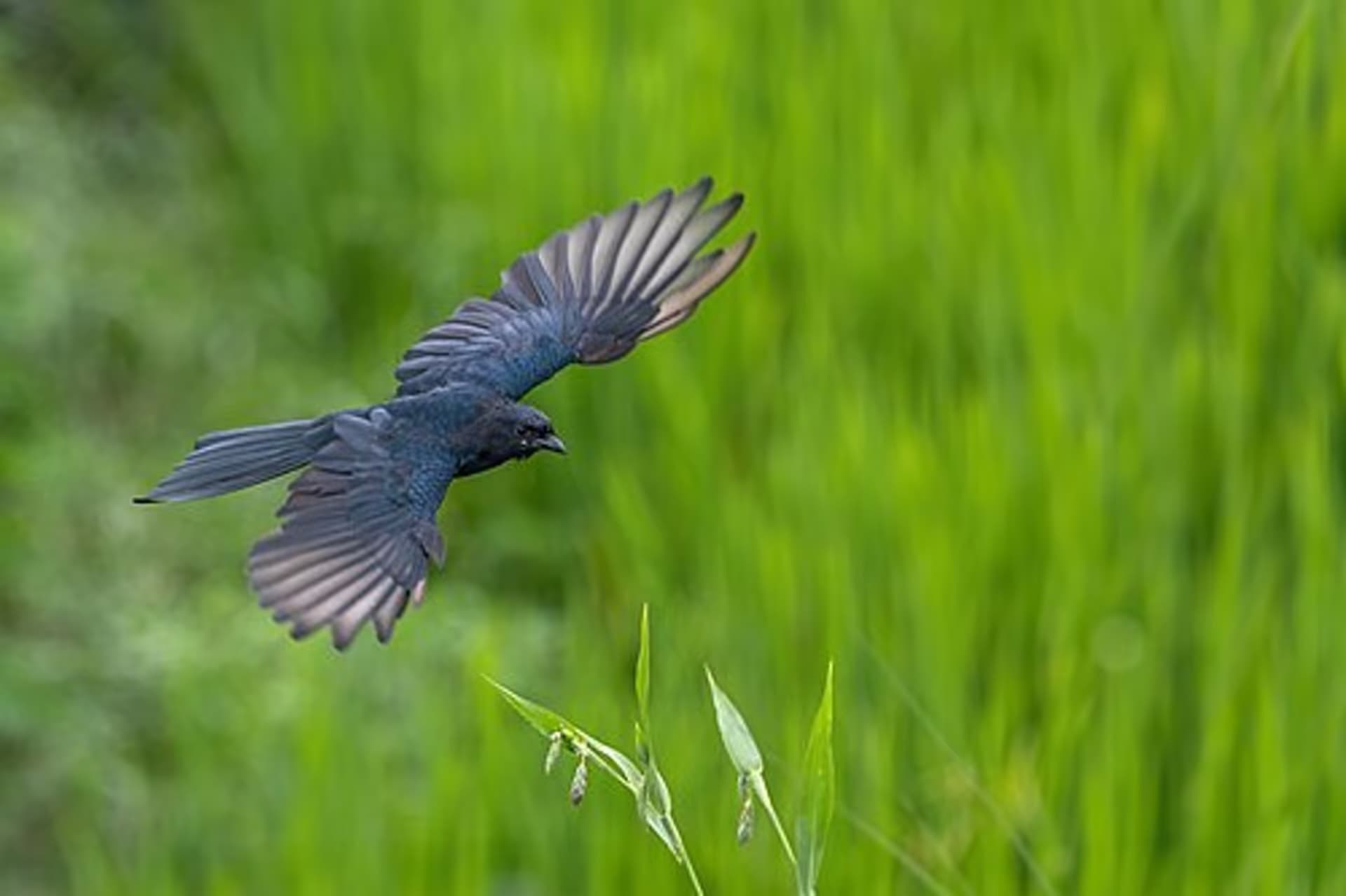 Black Drongo