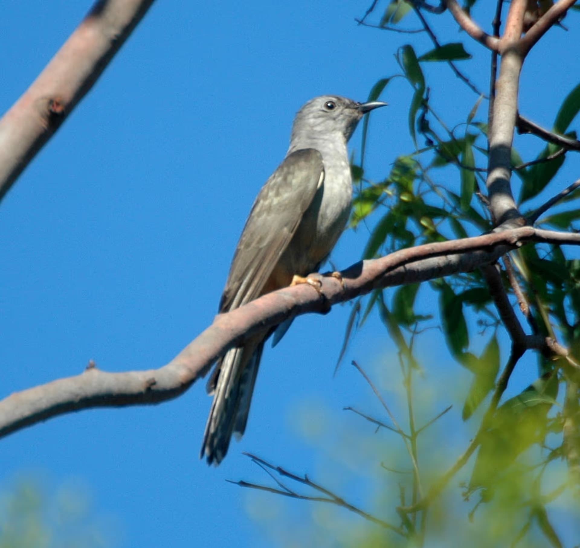 Brush Cuckoo