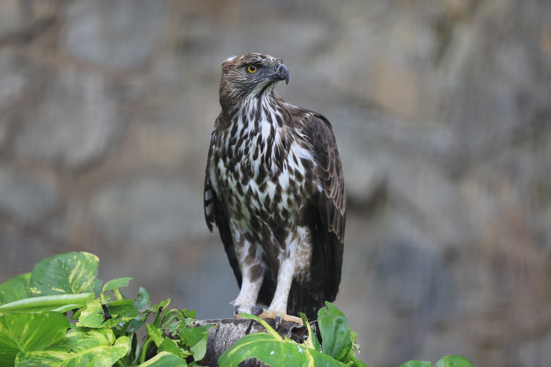 Changeable Hawk-Eagle