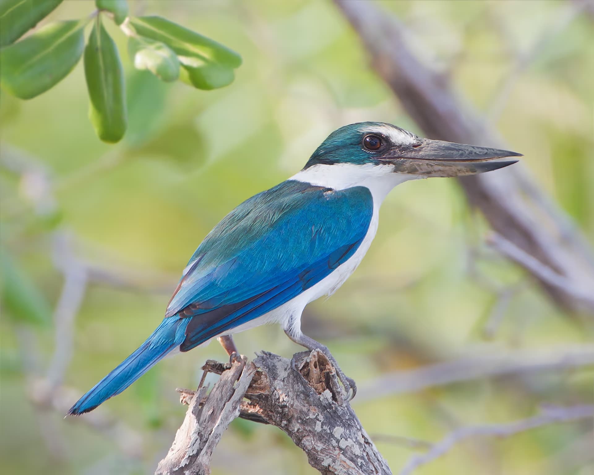 Collared Kingfisher