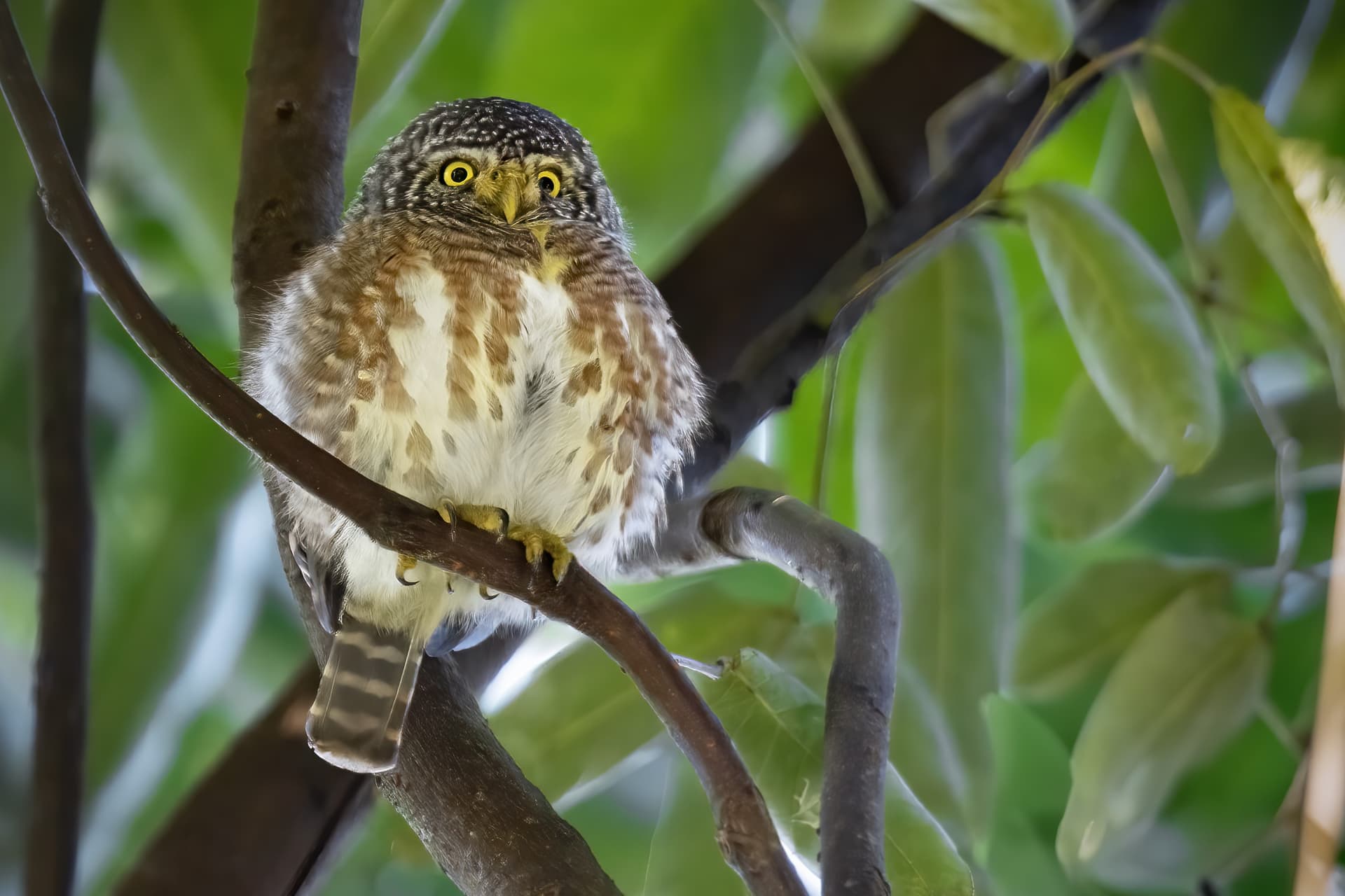 Collared Owlet