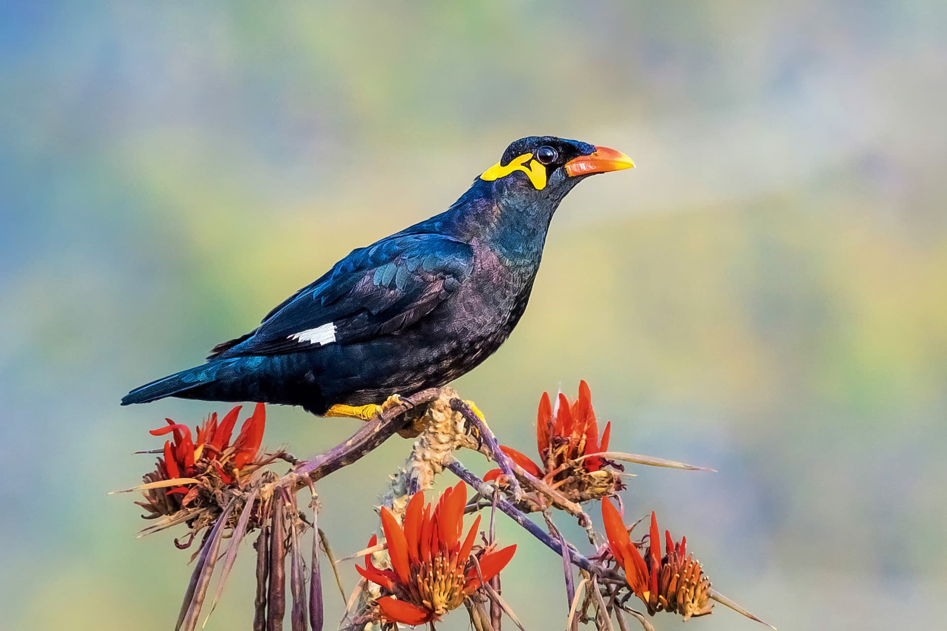 Common Hill Myna