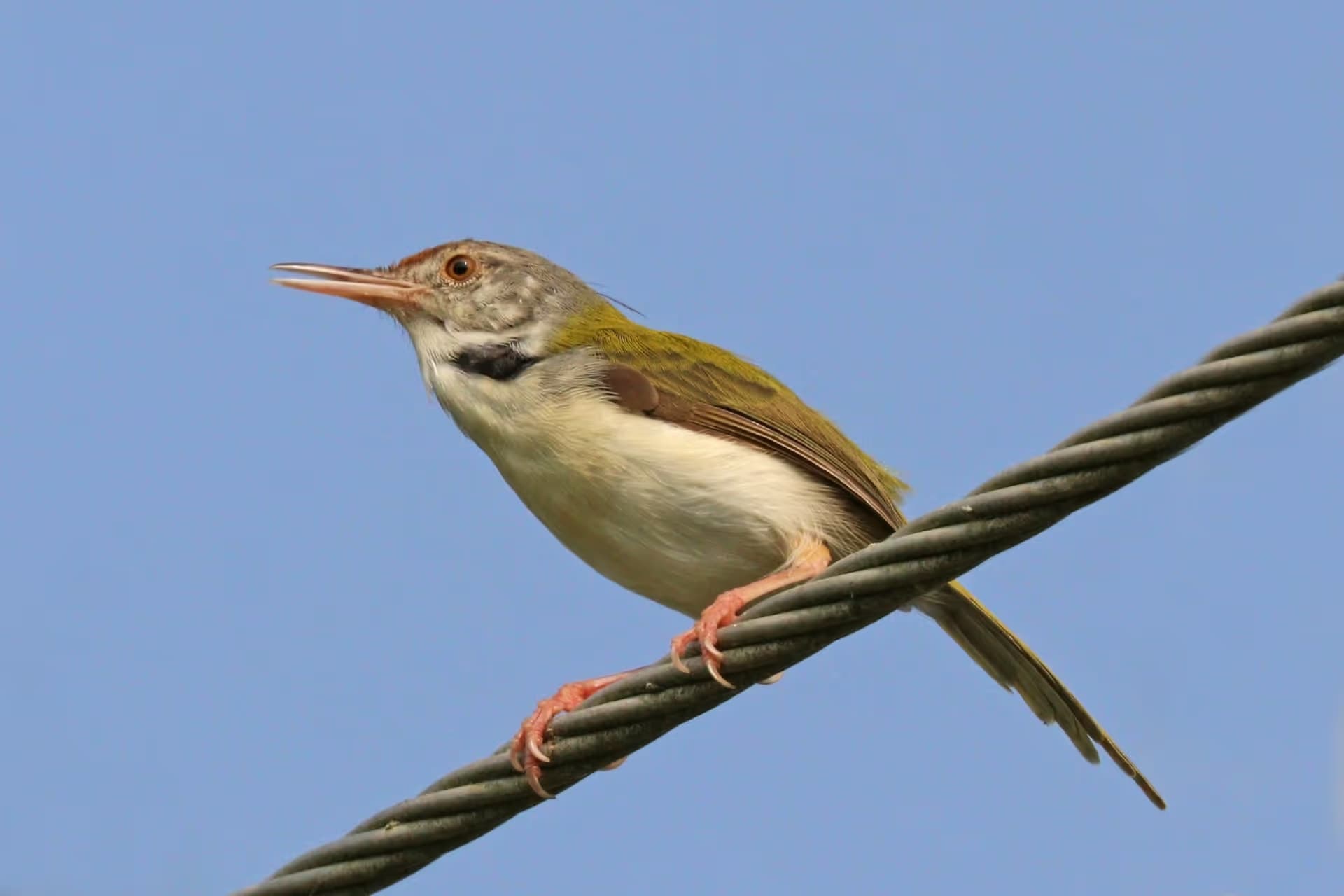 Common Tailorbird
