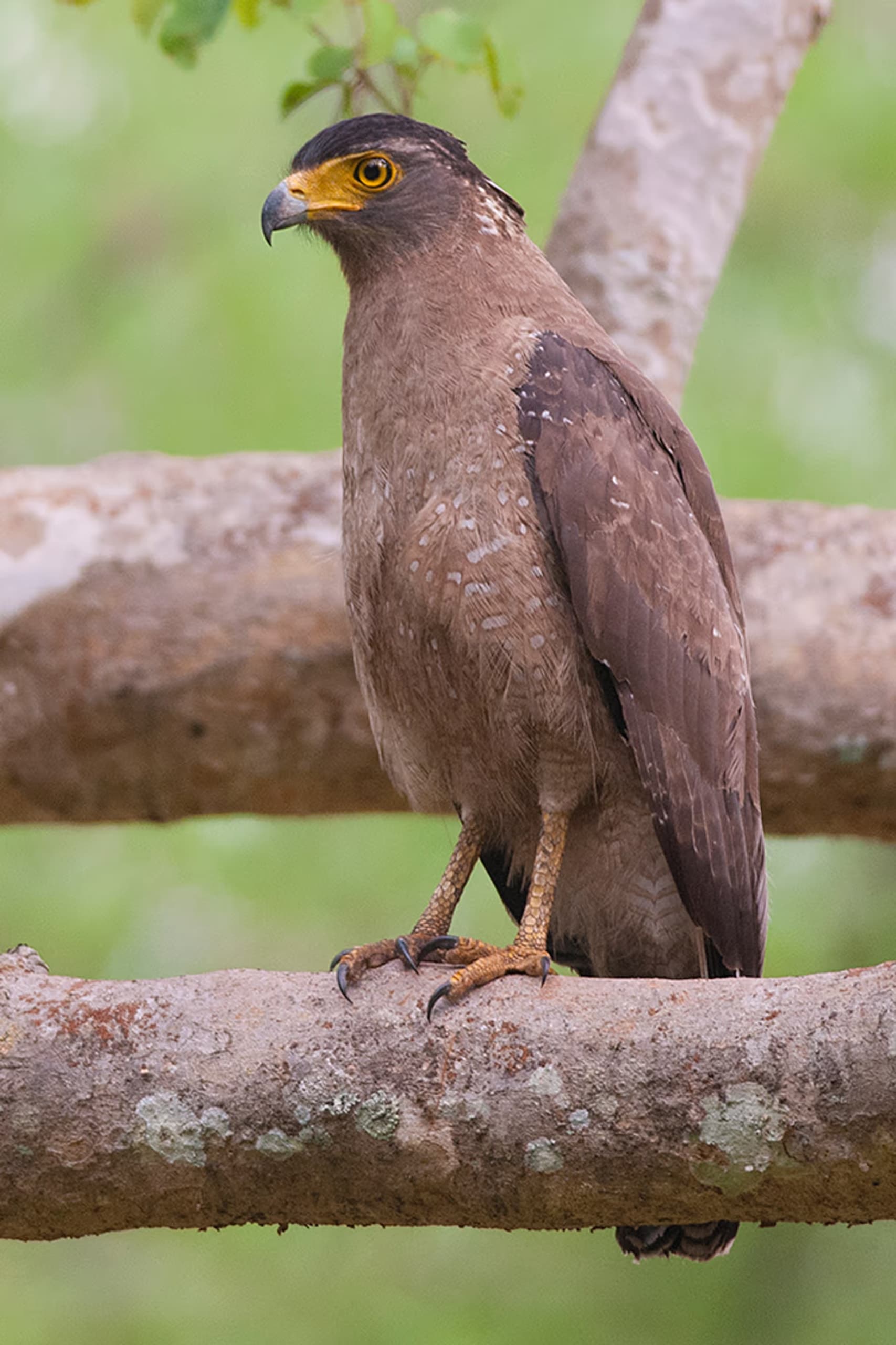 Northwest Bali bird