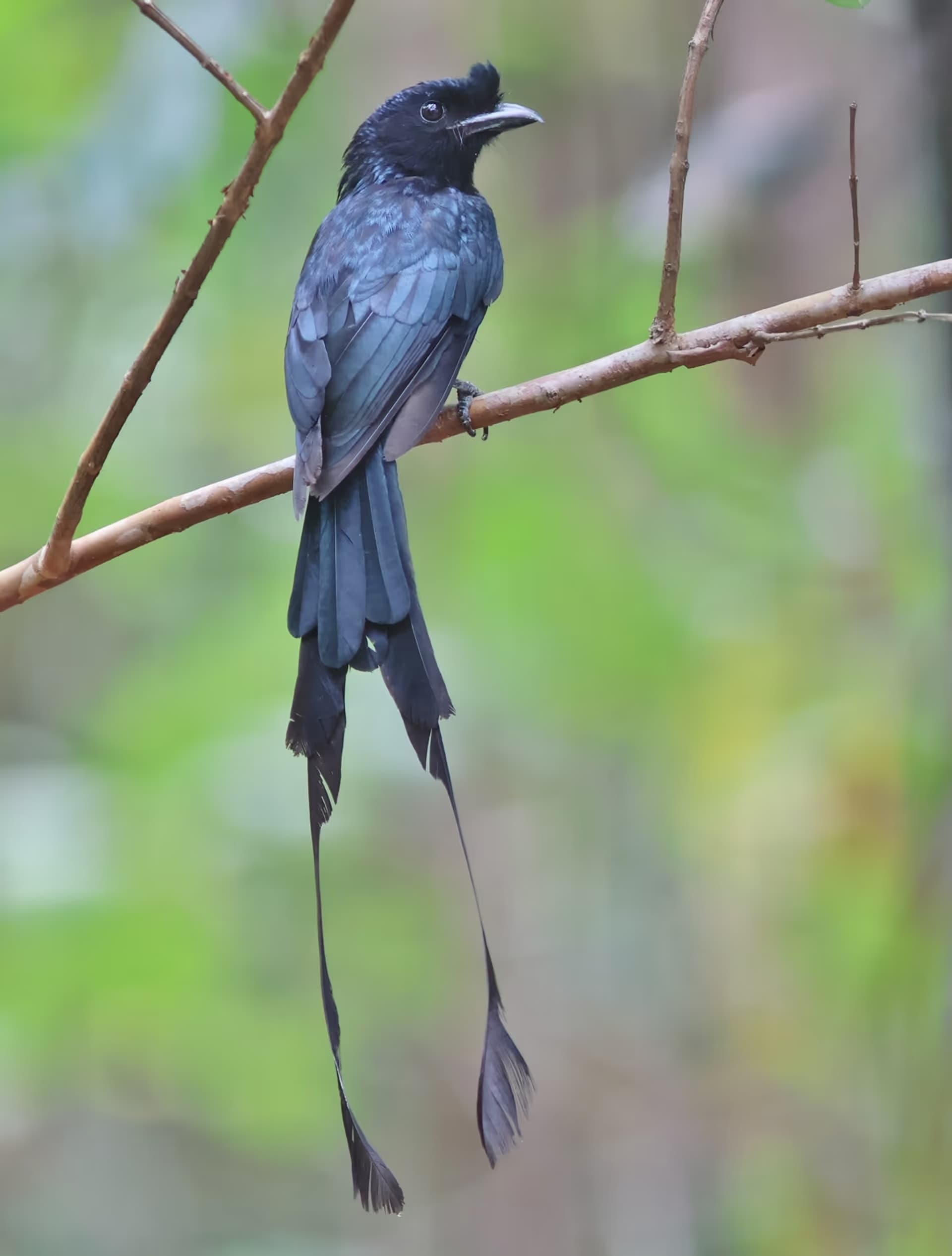 Greater Racket-tailed Drongo