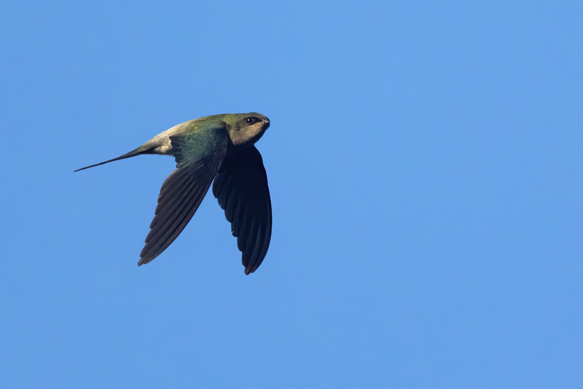 Grey-rumped Treeswift