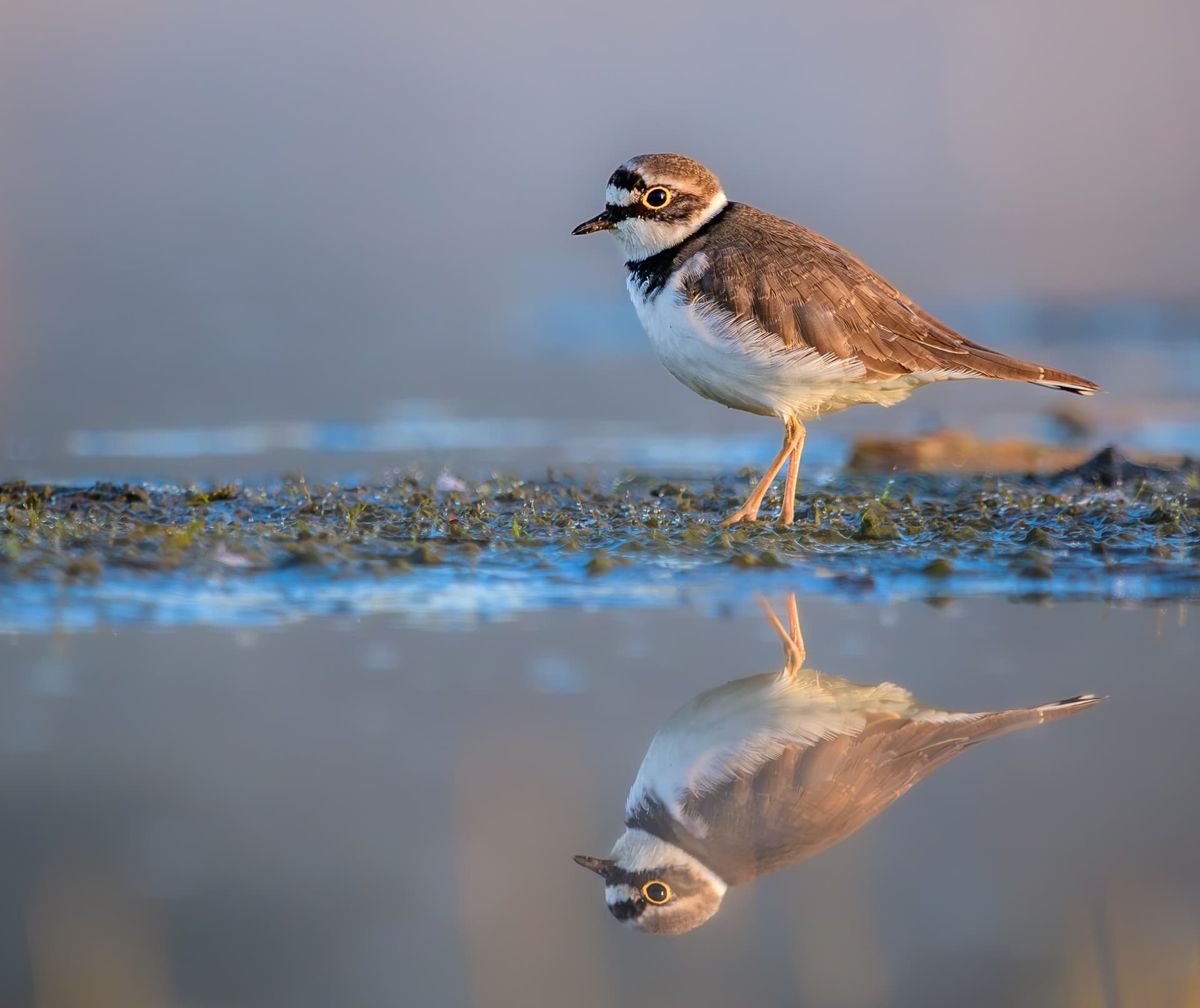 Little Ringed Plover
