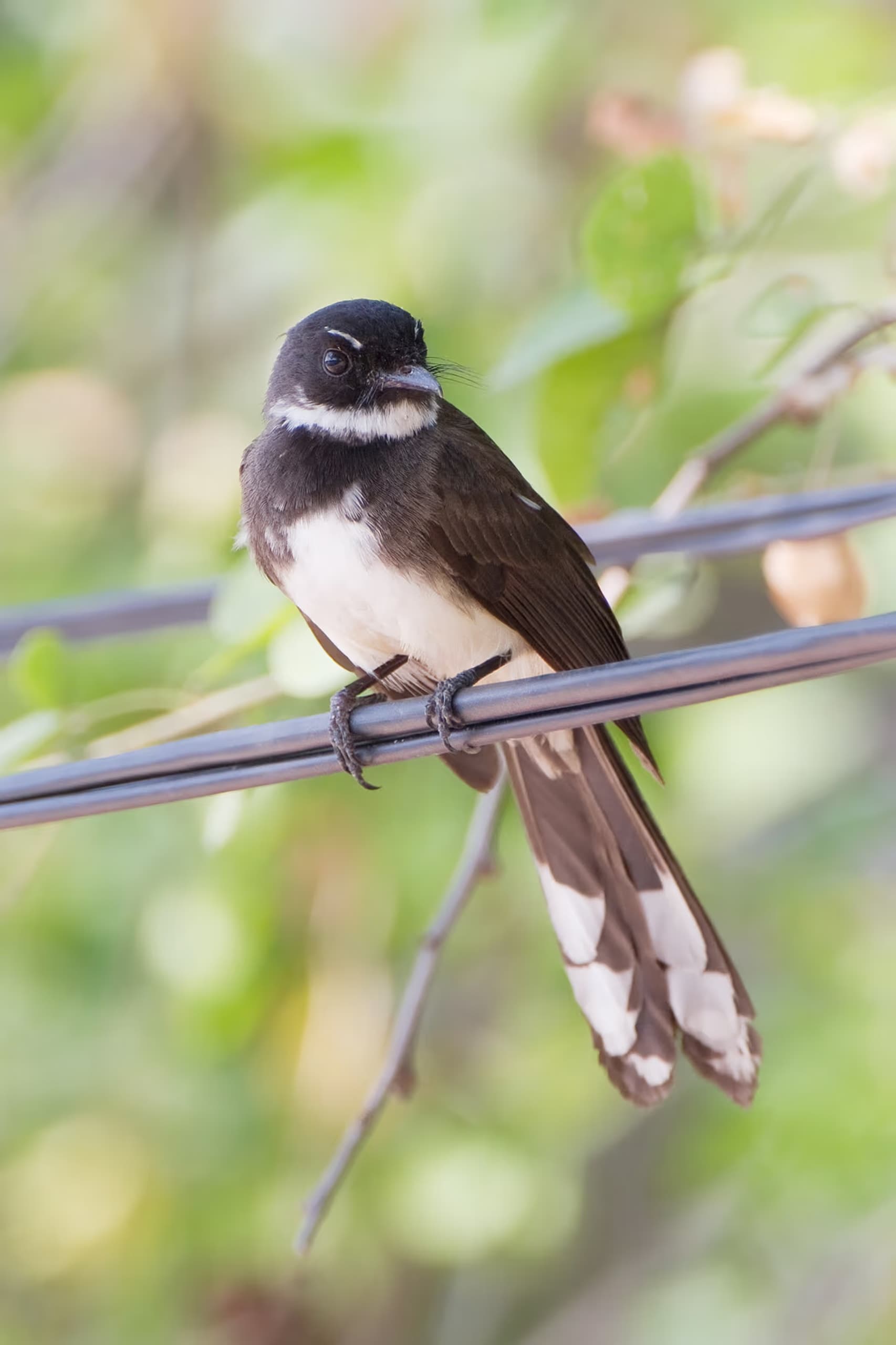 Malaysian Pied Fantail