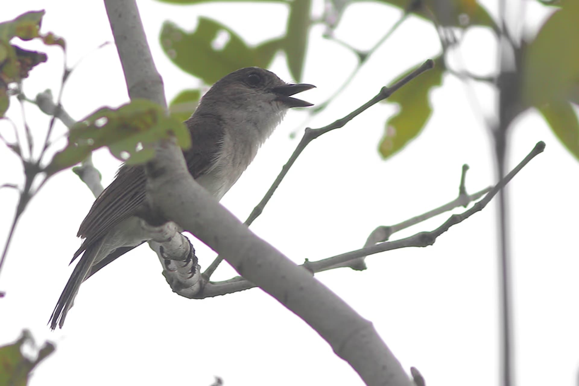 Mangrove Whistler