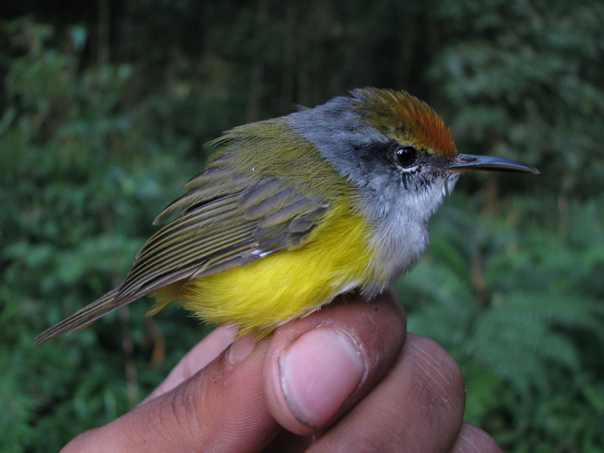 Mountain Tailorbird