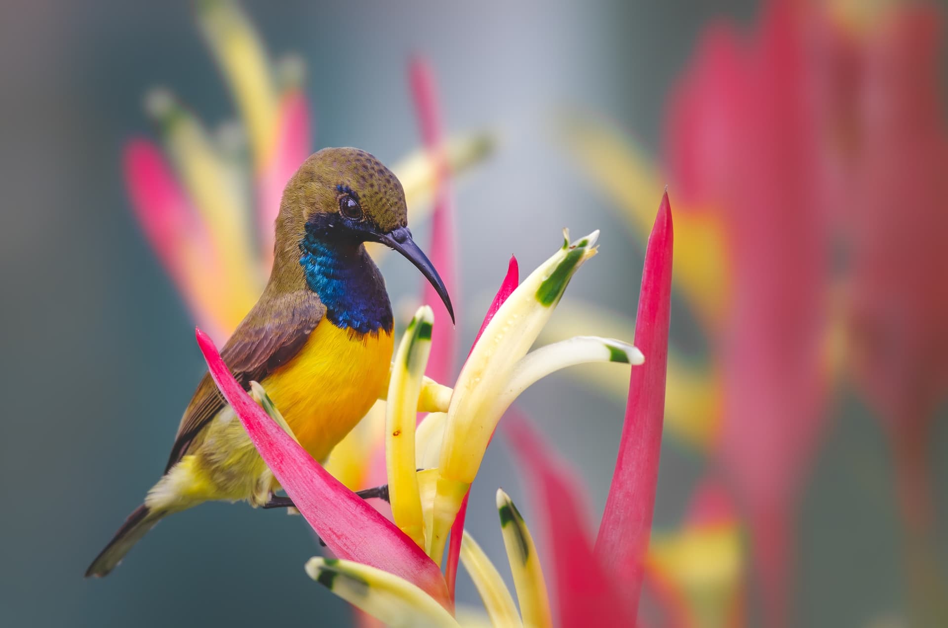 Ornate Sunbird (Olive-backed Sunbird) in Northwest Bali
