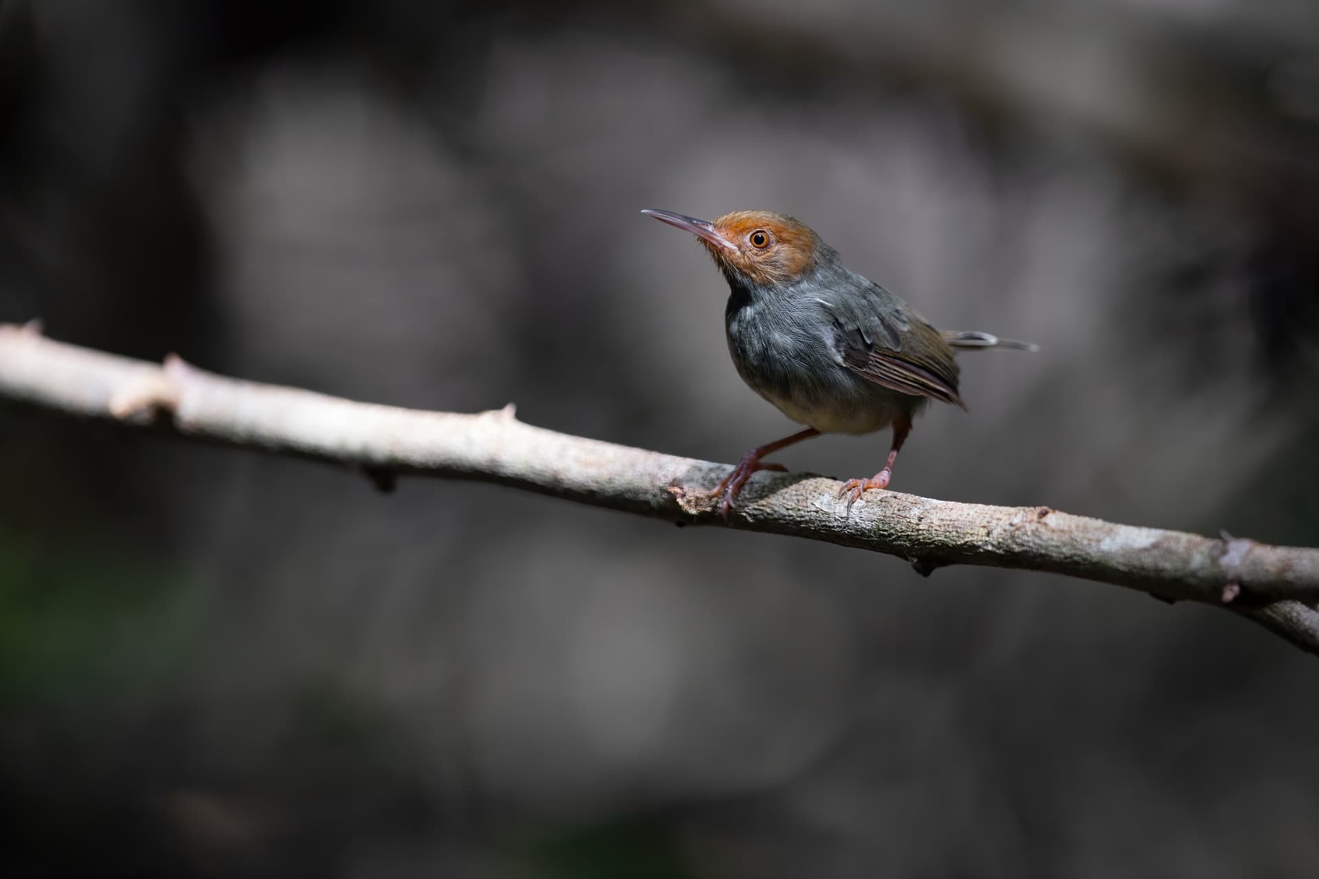 Olive-backed Tailorbird