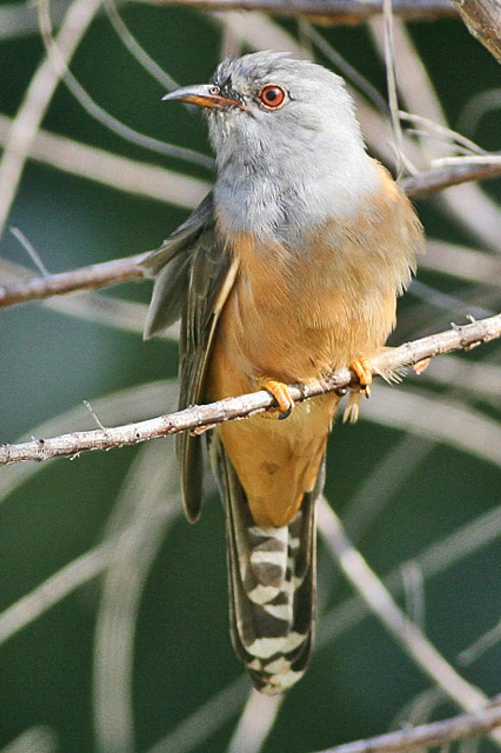 Plaintive Cuckoo