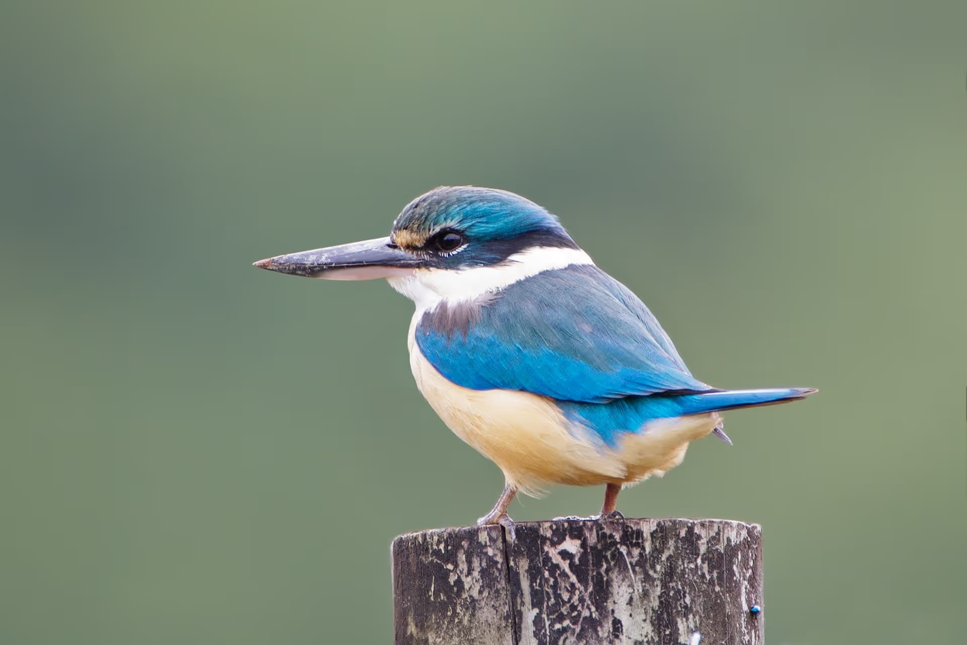 Sacred Kingfisher