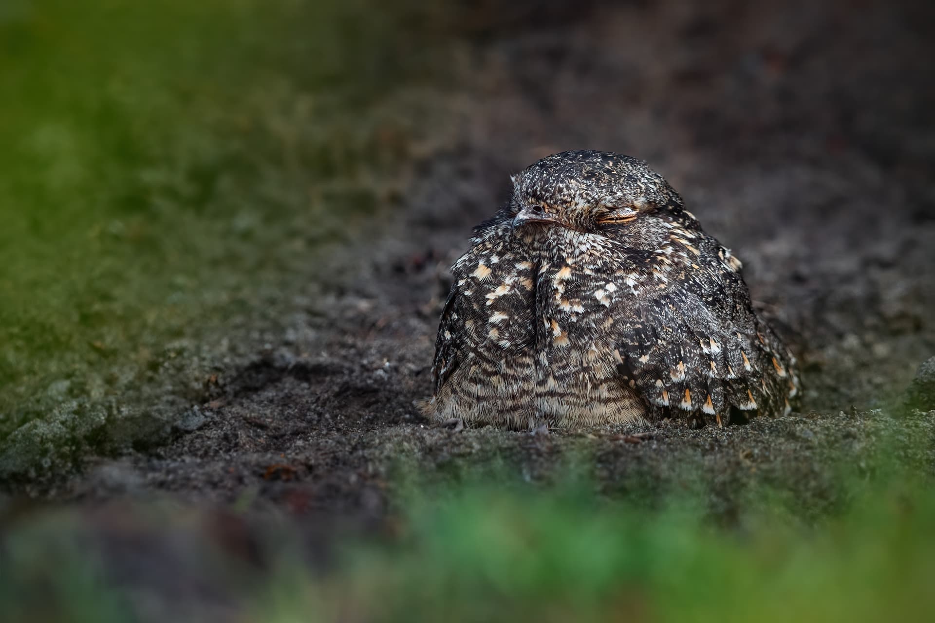Savanna Nightjar