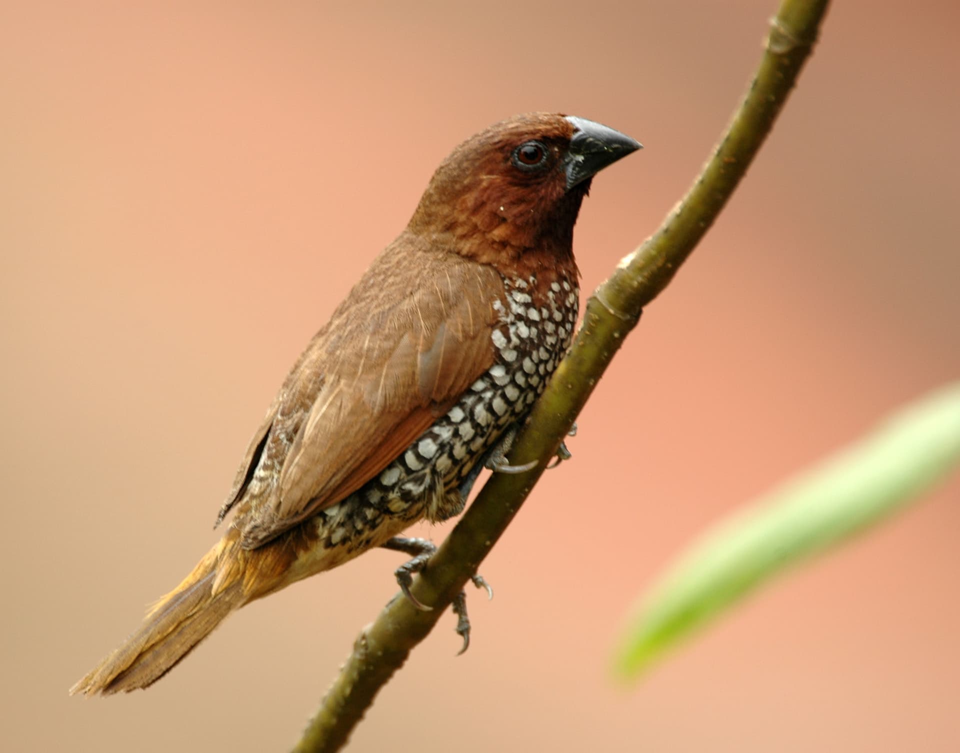 Scaly-breasted Munia