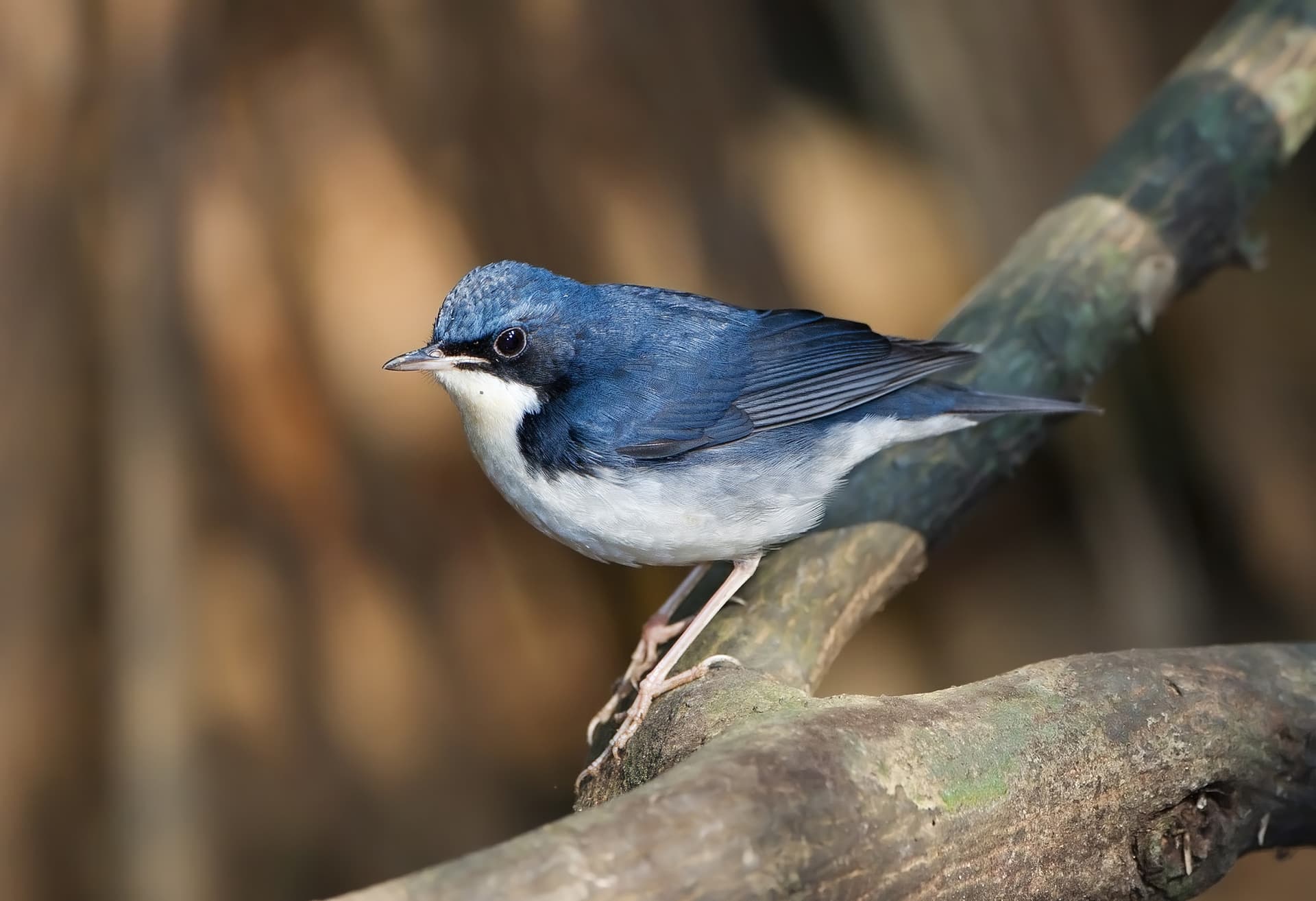 Siberian Blue Robin