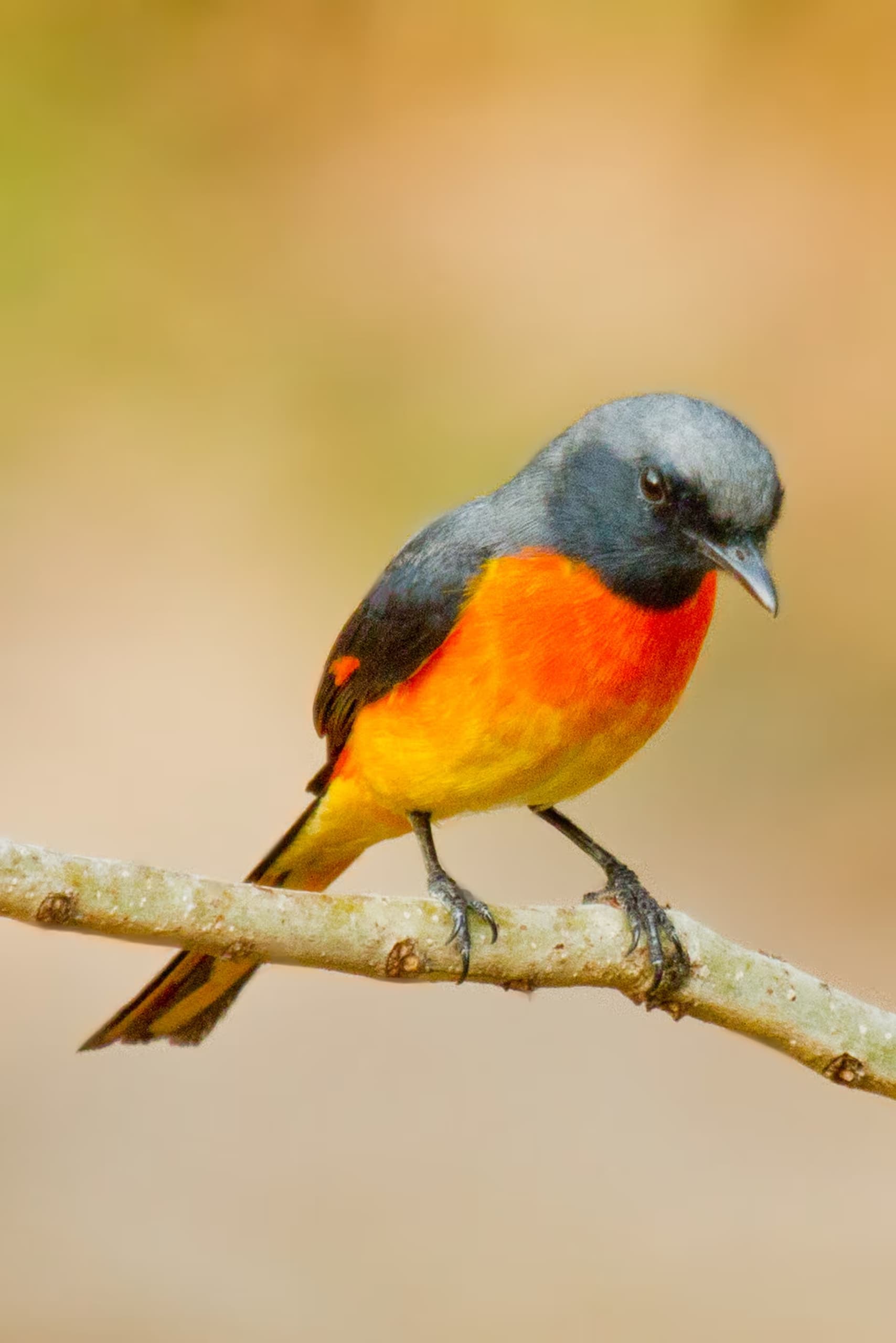 Small Minivet