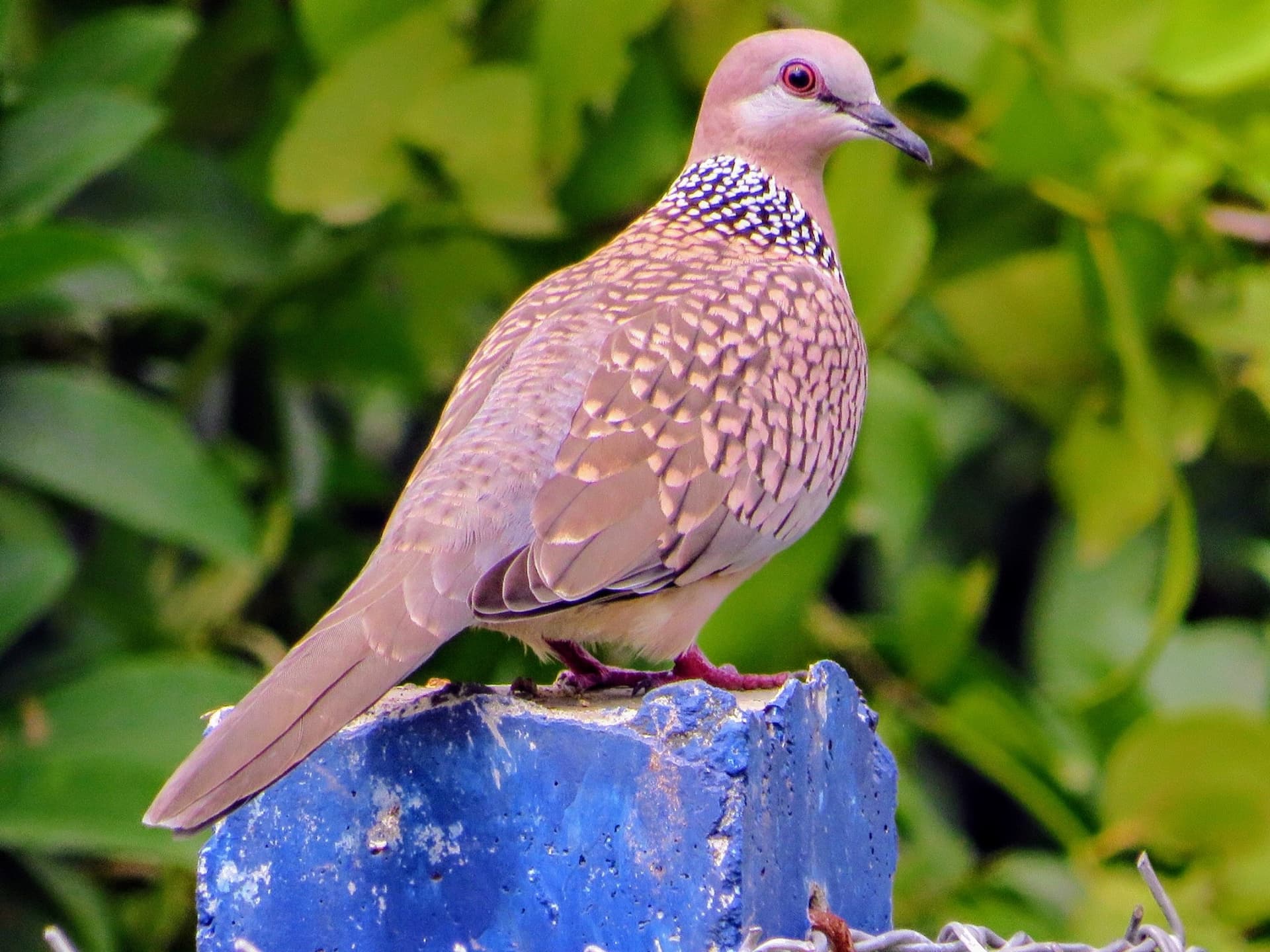 Spotted Dove