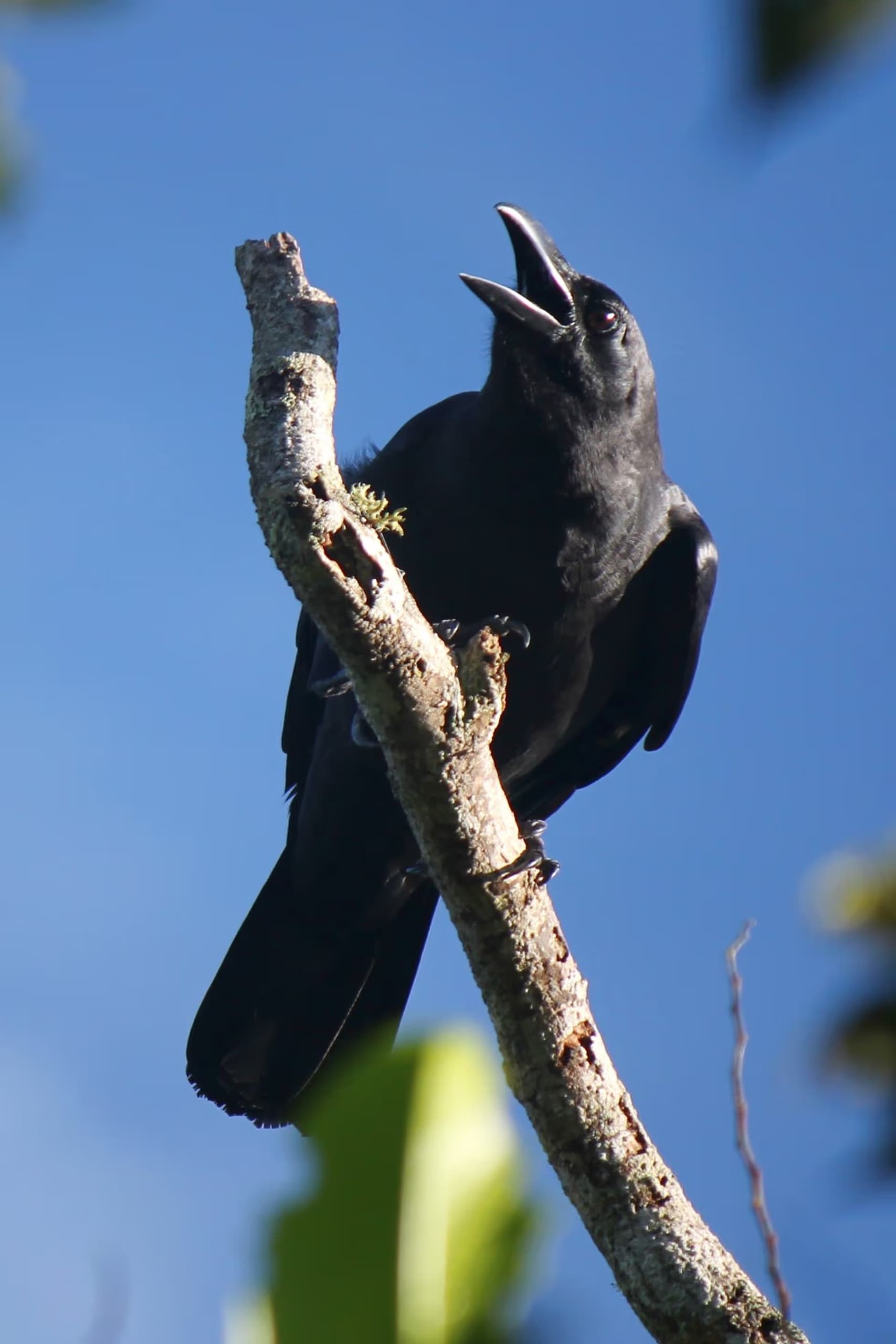 Sunda Crow