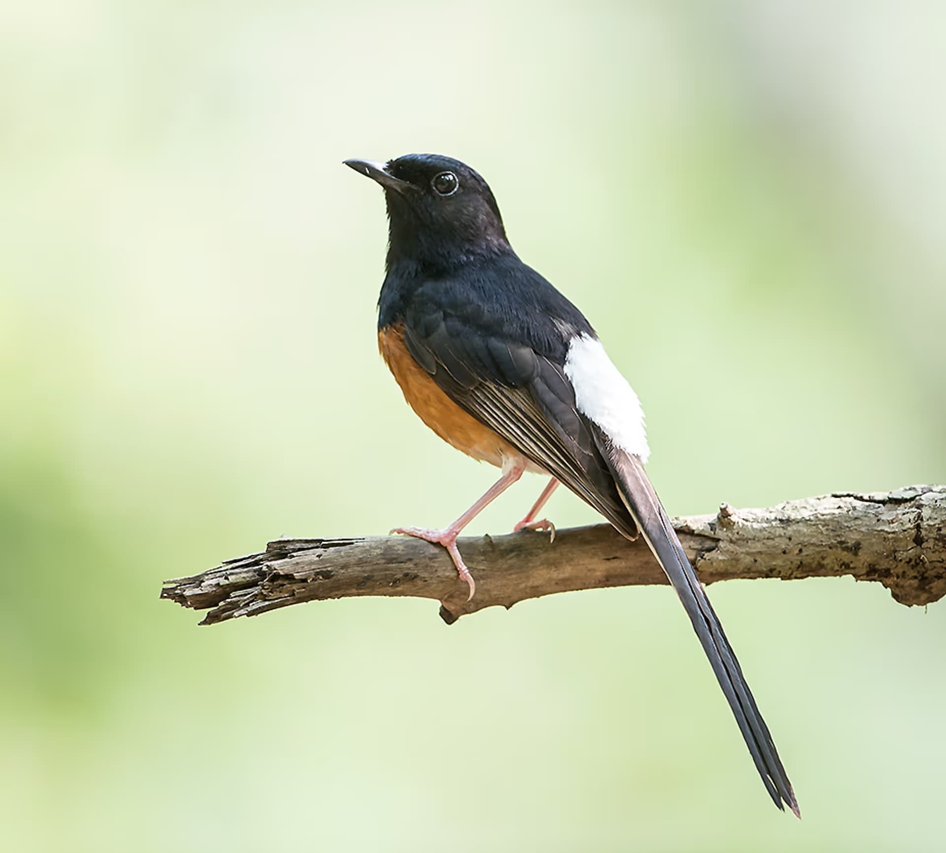 White-rumped Shama
