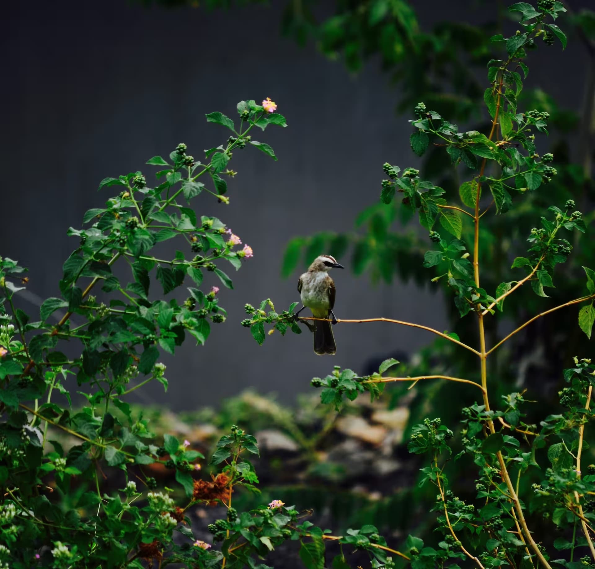 Plan nature experiences at Sumberkima Hill