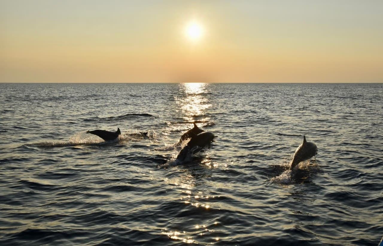 Dolphin tour sunrise cruise in Pemuteran