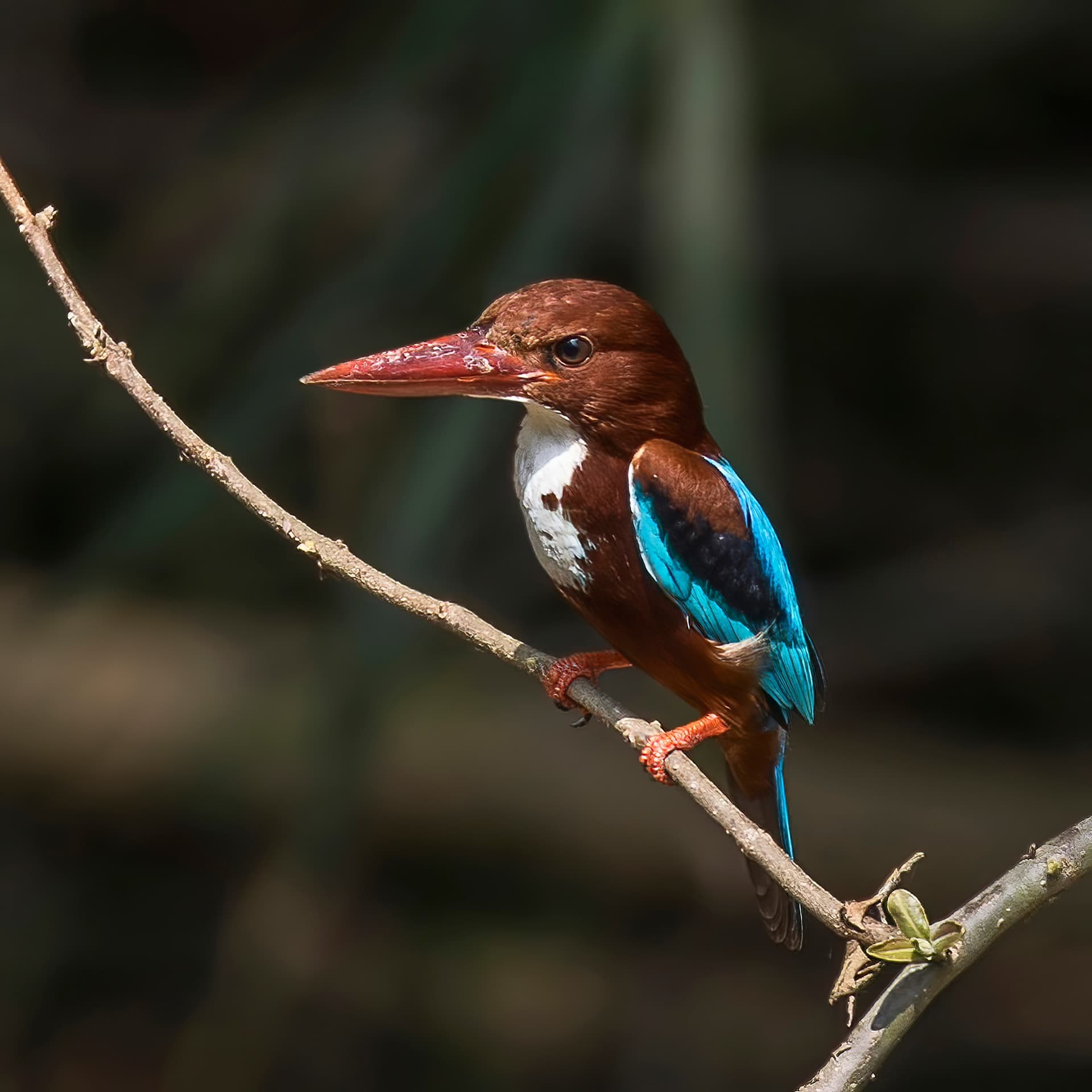 Birdwatching around Sumberkima Hill