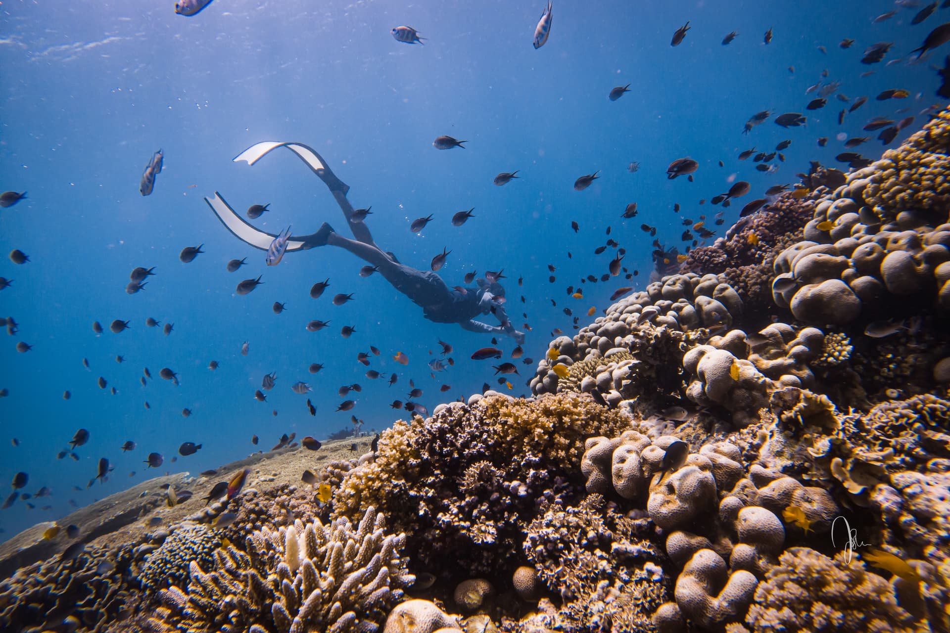 Professional scuba diving and freediving adventures with expert guides