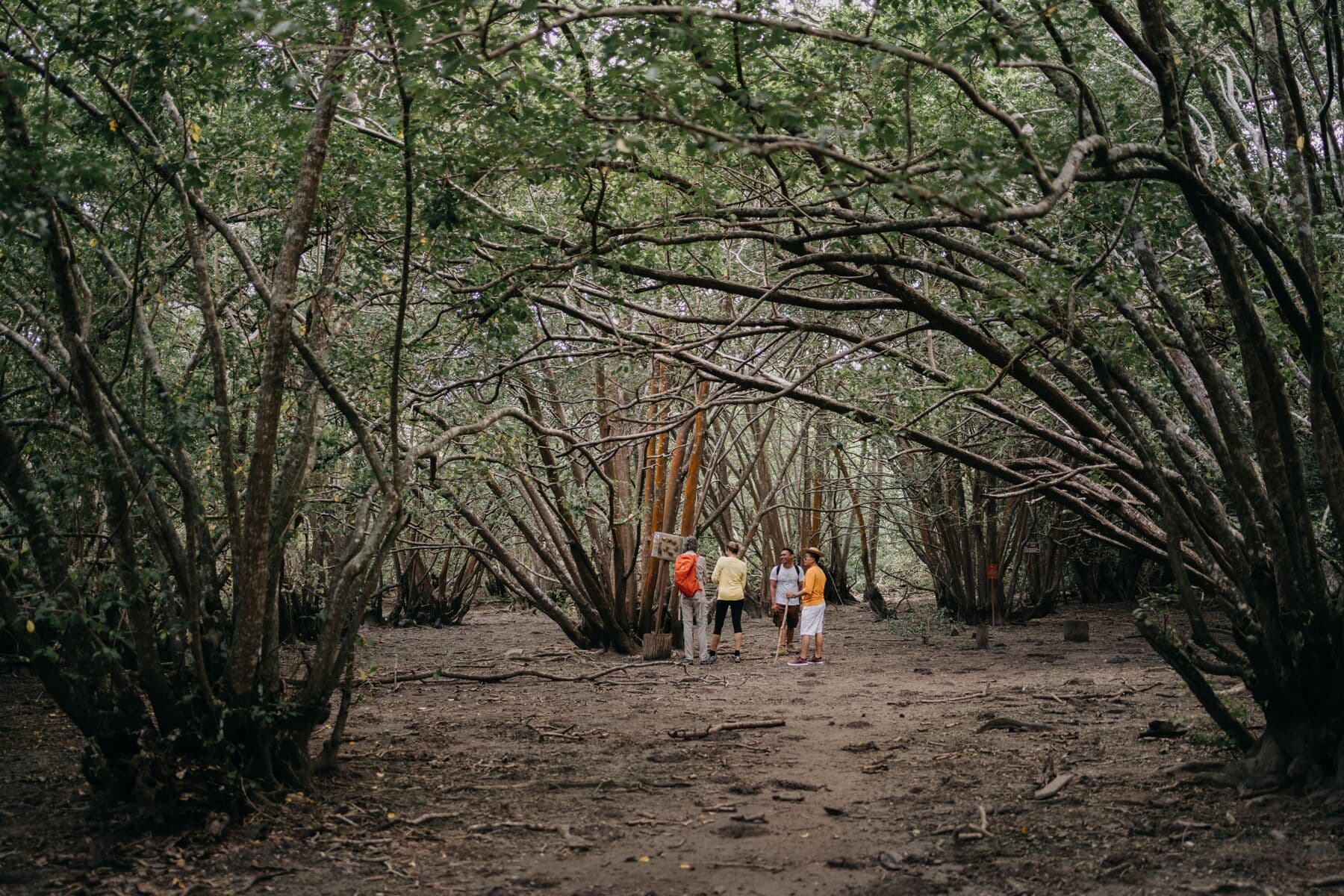 Four hikers with a guide on a dirt path under arching trees in the national park