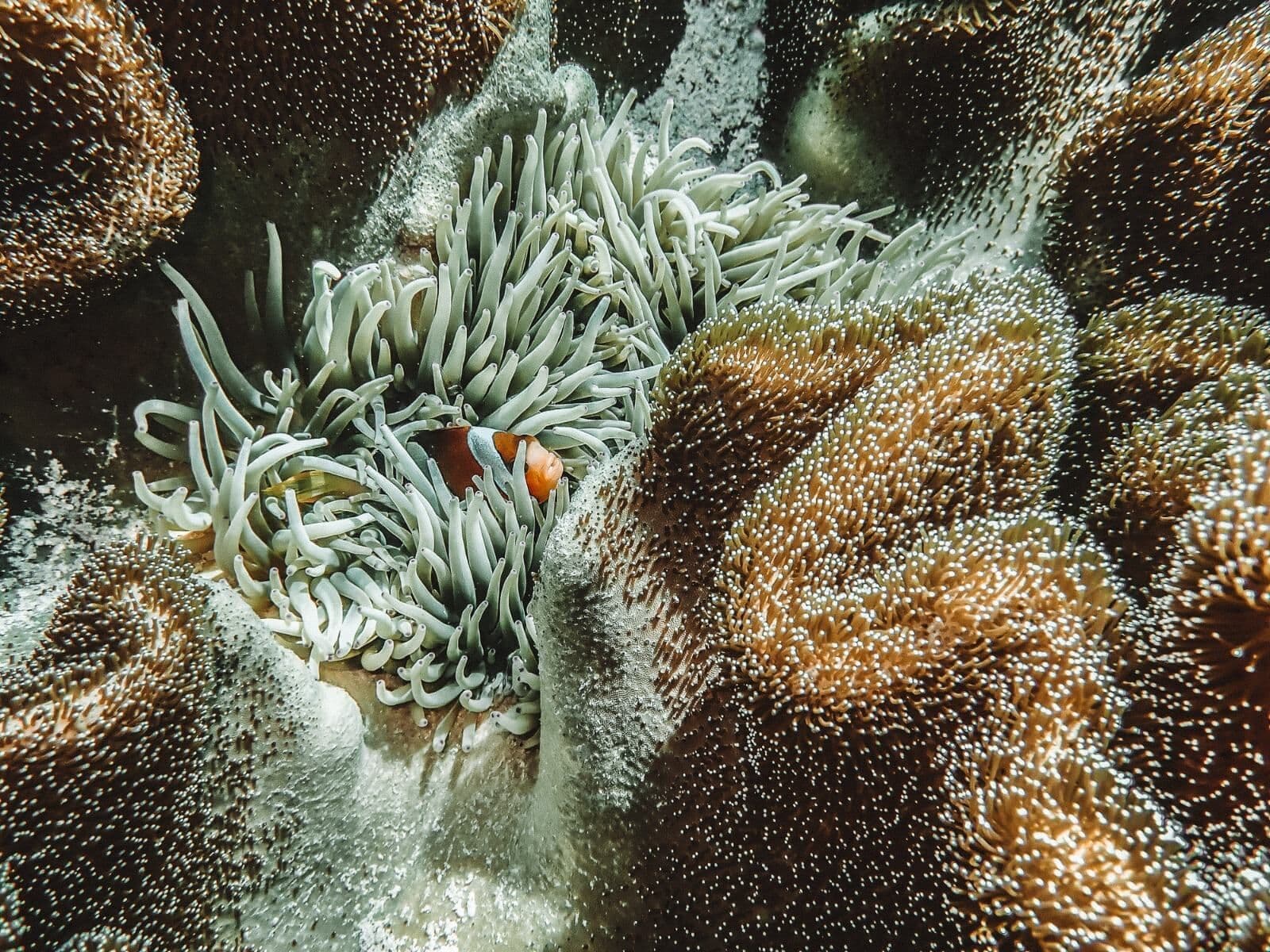 A clownfish among the pale tentacles of a sea anemone