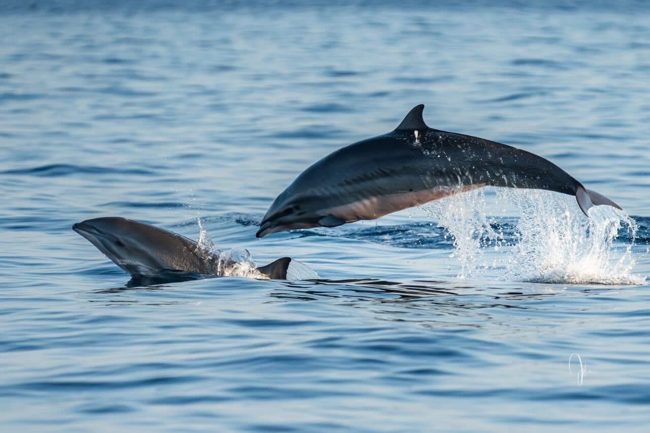 Two dolphins leaping out of calm blue sea