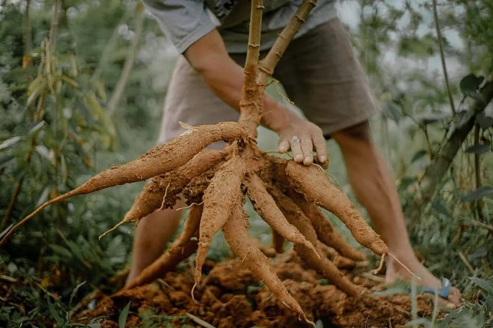 A man pulling a bunch of cassava roots out of the ground