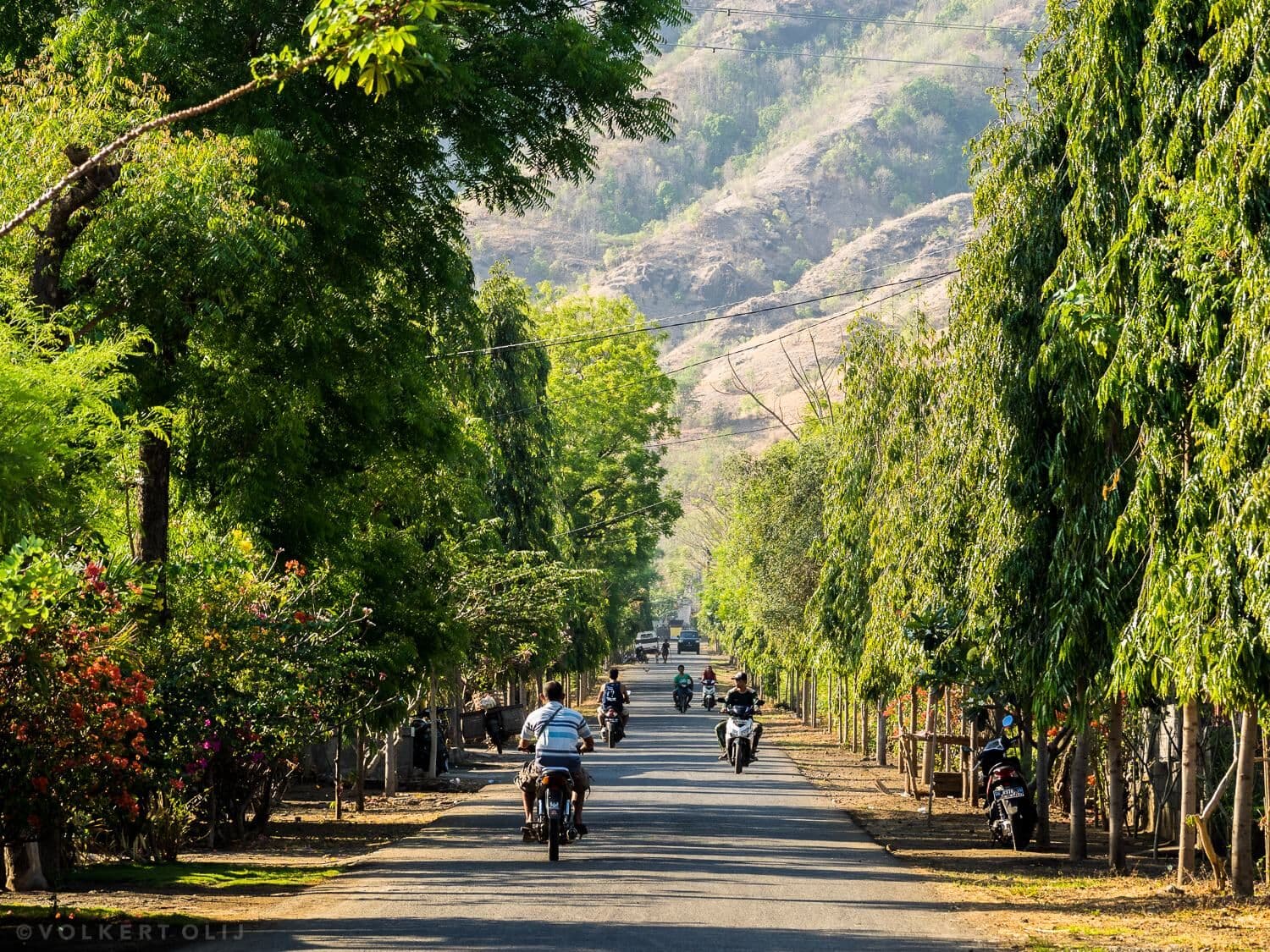 Motorbikes on a tree-lined village road, with dry hills behind
