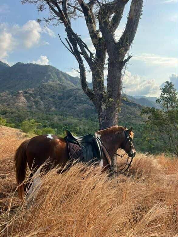 A saddled brown and white horse standing in tall dry grass under a tree, with hills behind