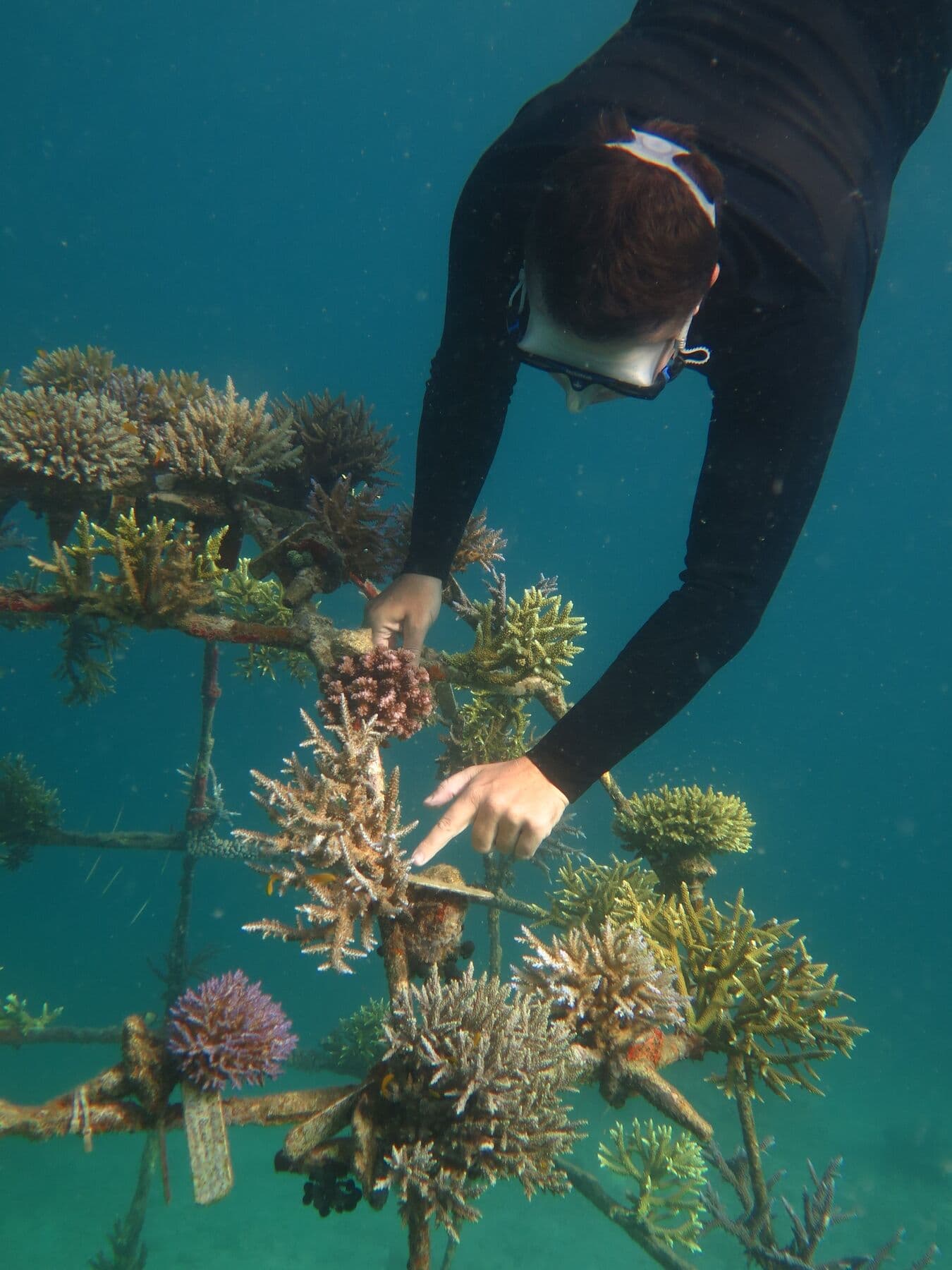 A snorkeller's hand reaching to place a coral fragment on an underwater frame