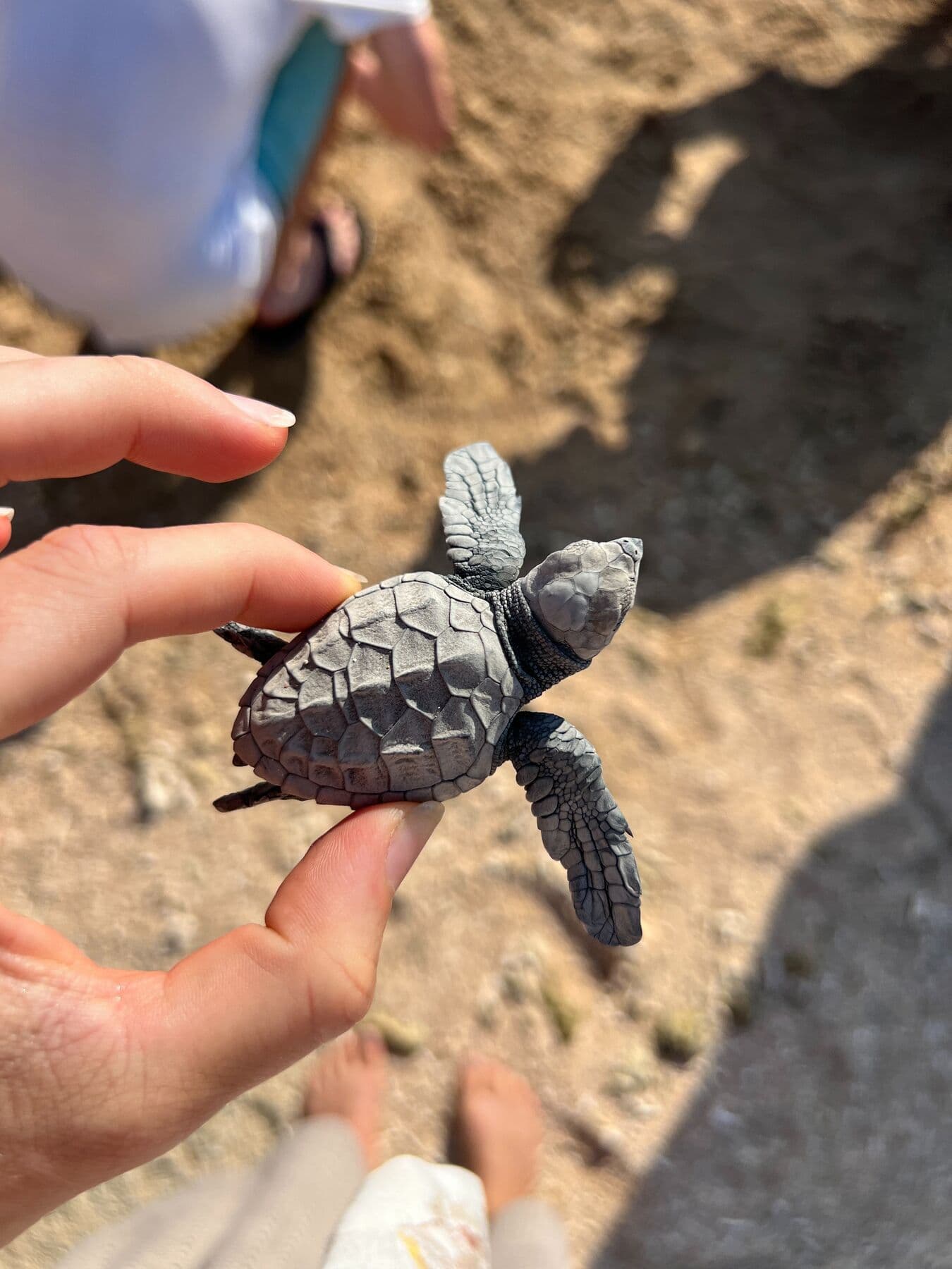 A hand holding a baby turtle above the sand