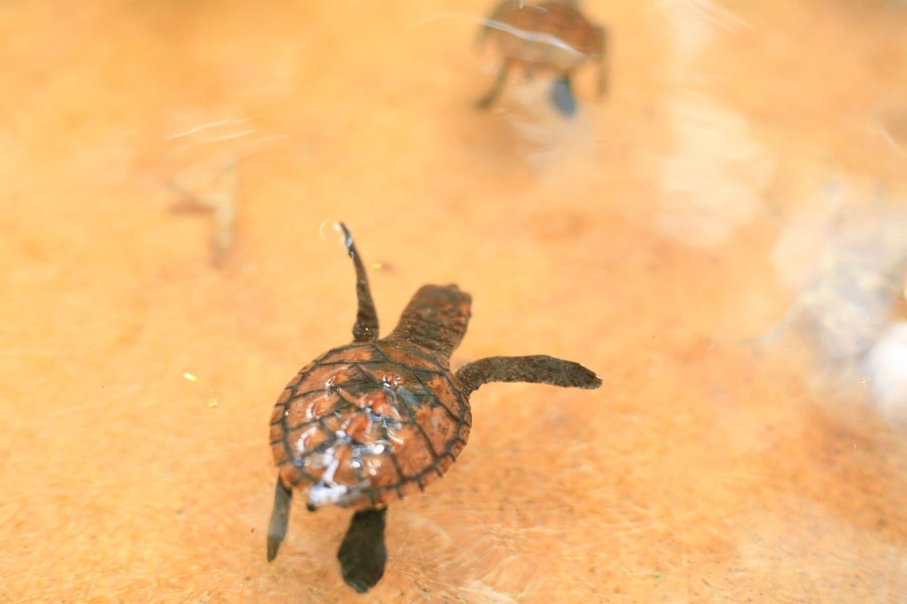 A baby turtle crawling across wet orange sand into shallow water