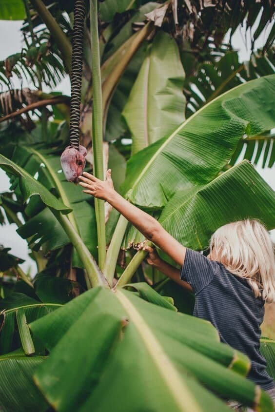 A child reaching up to a banana flower hanging among large banana leaves