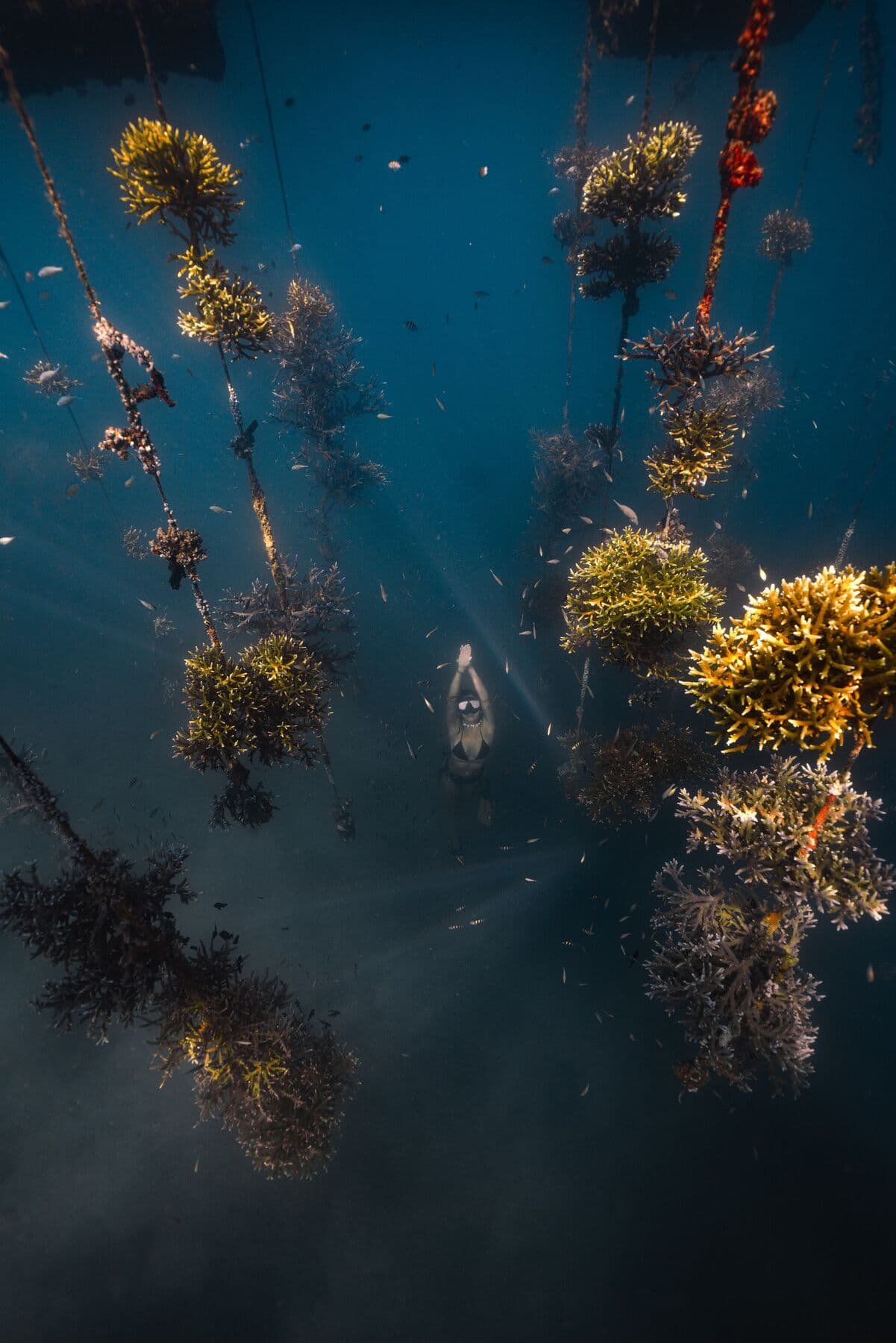 A snorkeller seen from above swimming between ropes of growing coral in dark blue water