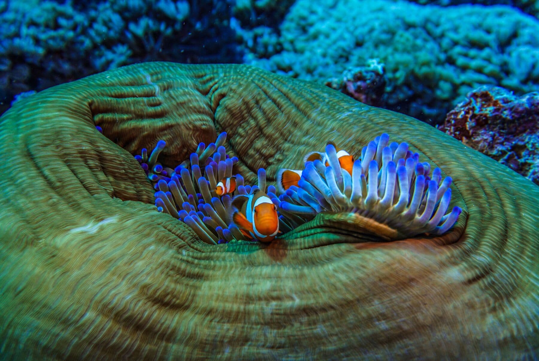 Clownfish among the purple tentacles of an anemone on a large green coral