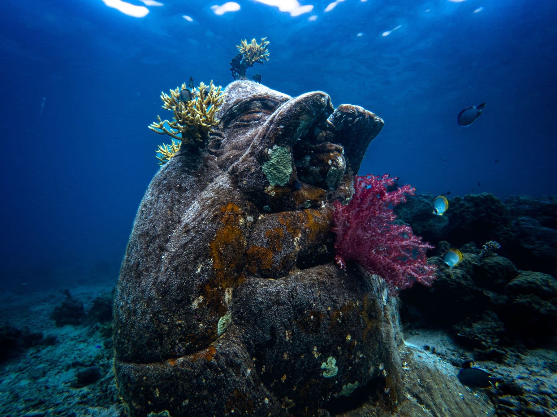 An underwater stone sculpture of a face covered in coral, with fish swimming around it