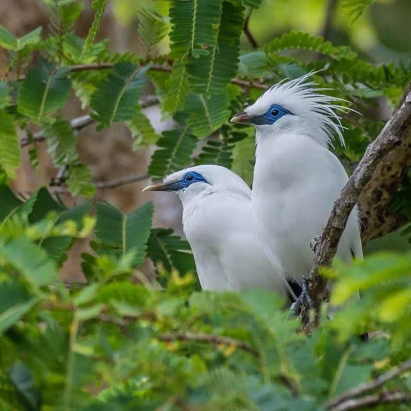 Birdwatching & Wildlife