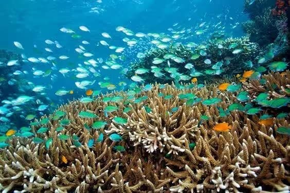 Snorkeling