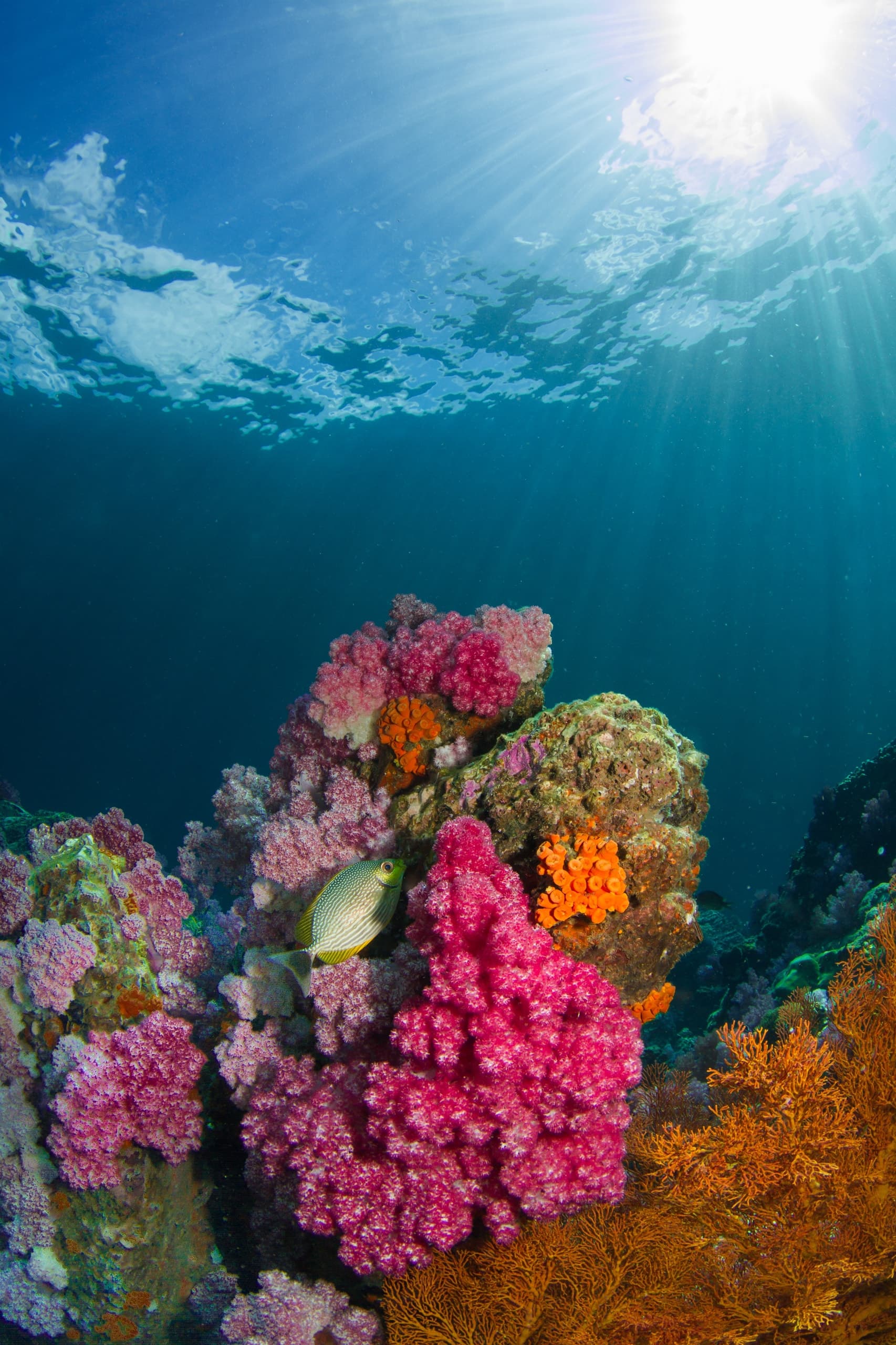 Vibrant coral reefs with tropical marine life