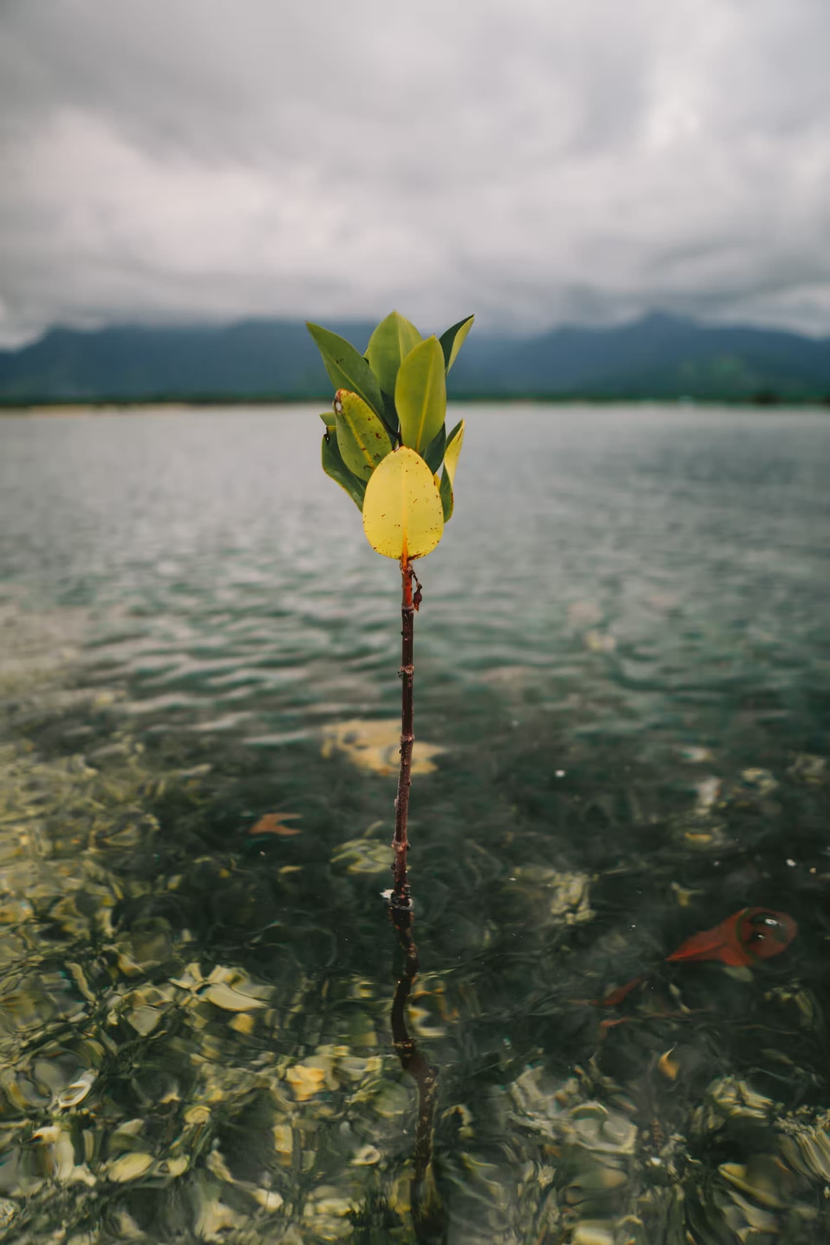 Mangrove seedlings for coastal restoration