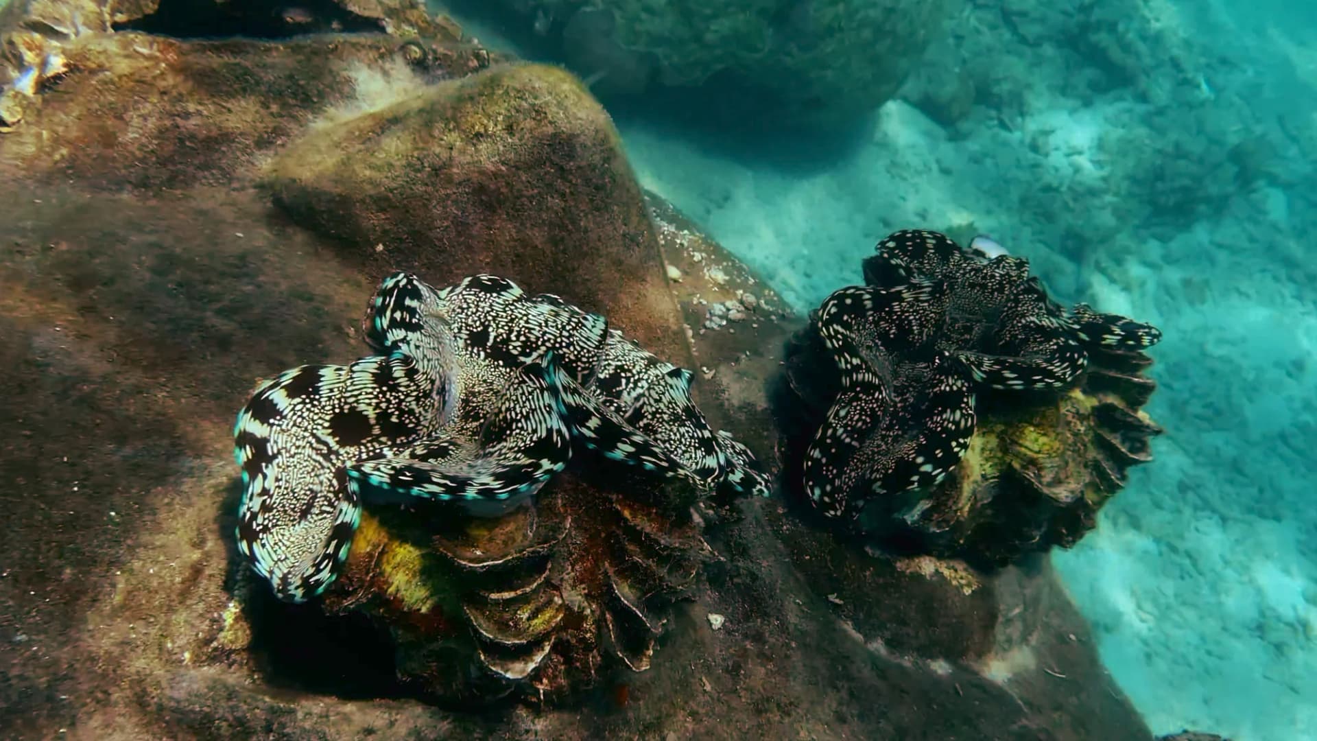 Community Engagement Activity 05 - Metamorfosa marine conservation project