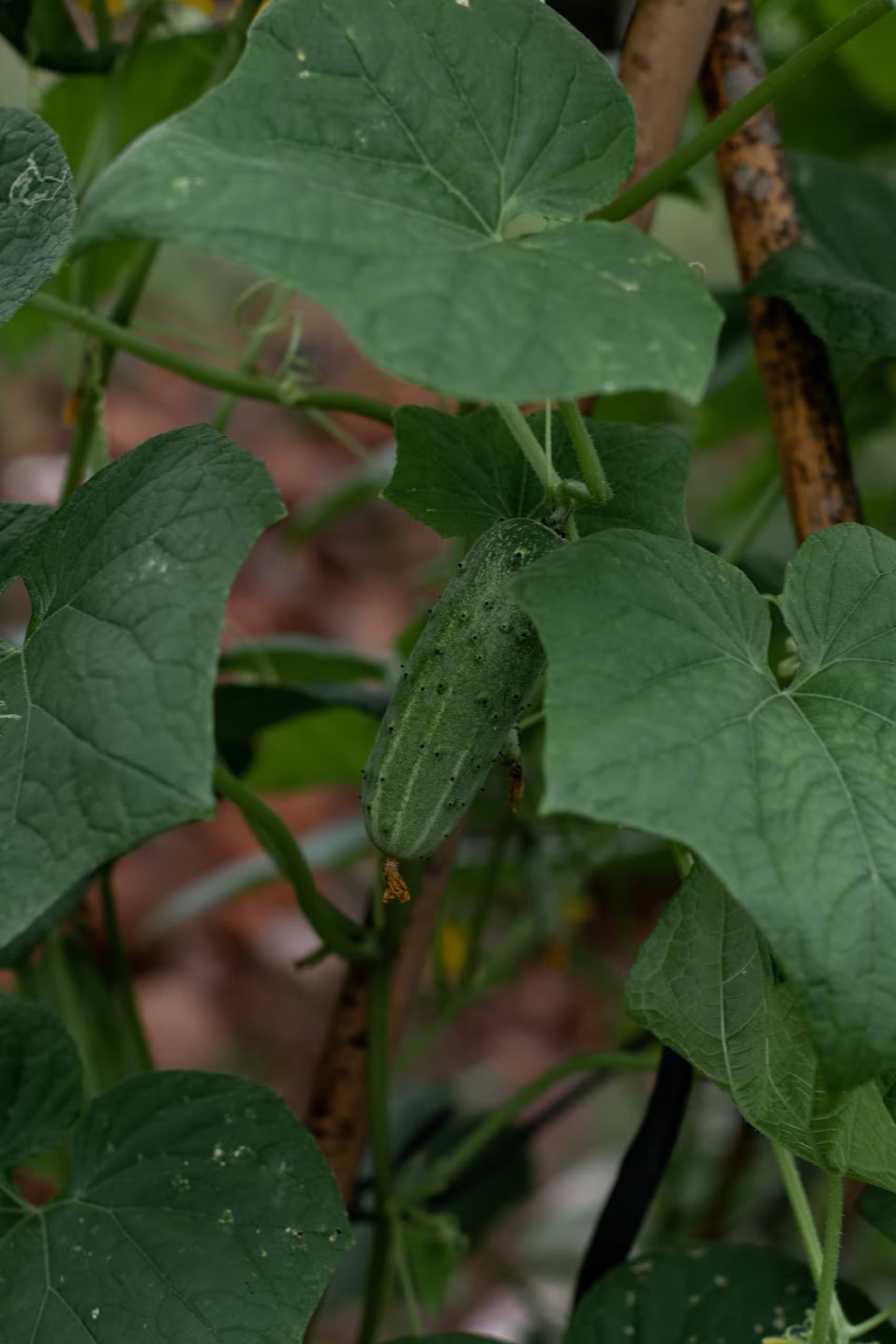 Fresh cucumbers growing naturally in pesticide-free soil